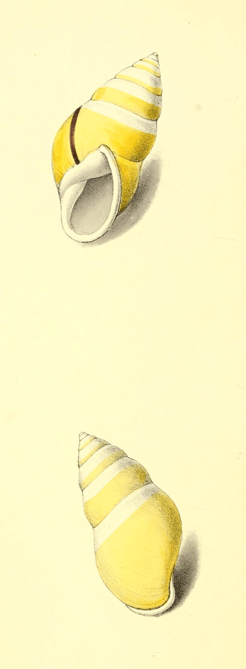 Plate 46. Plate 46.