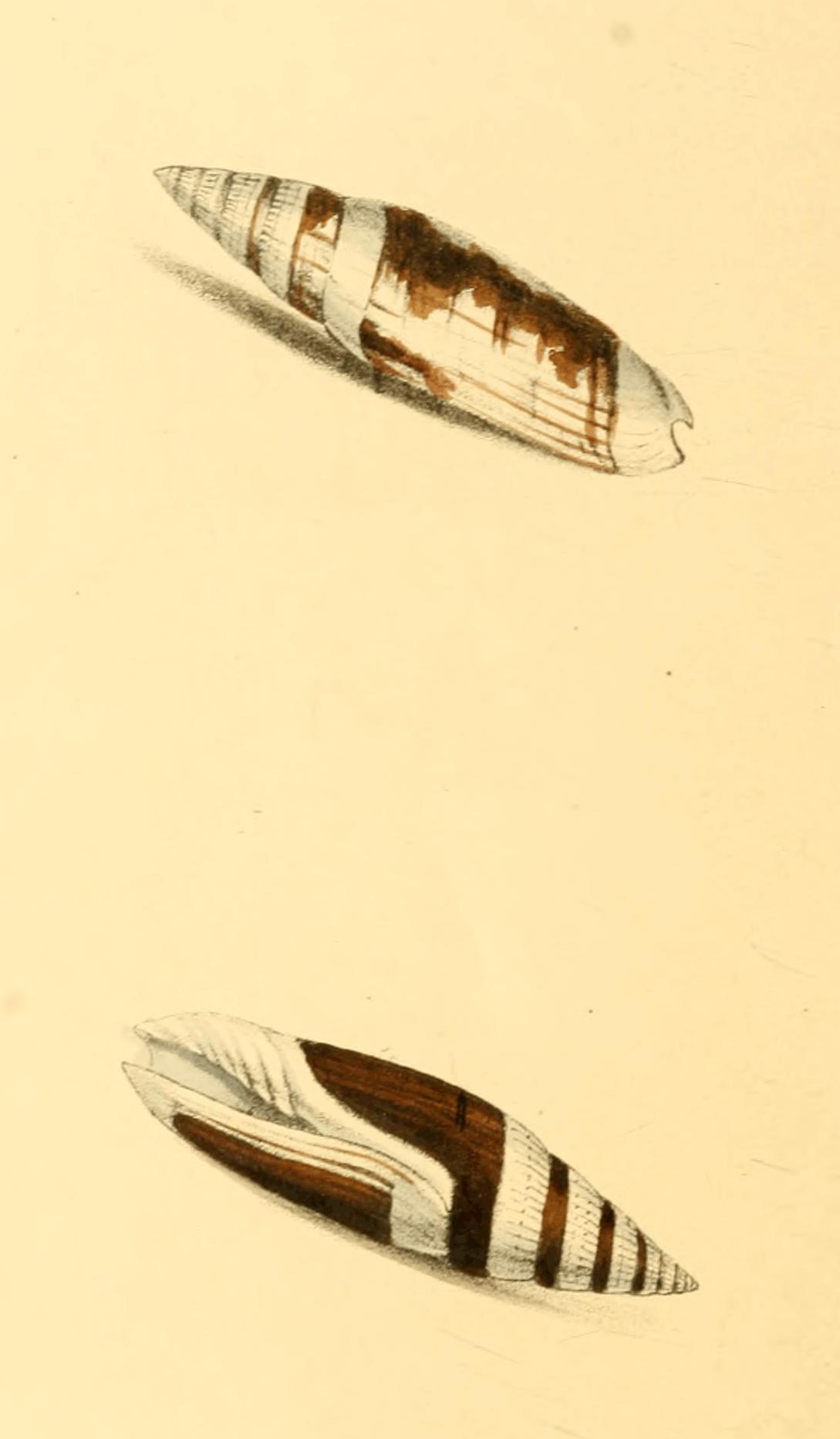 Plate 48. Plate 48.