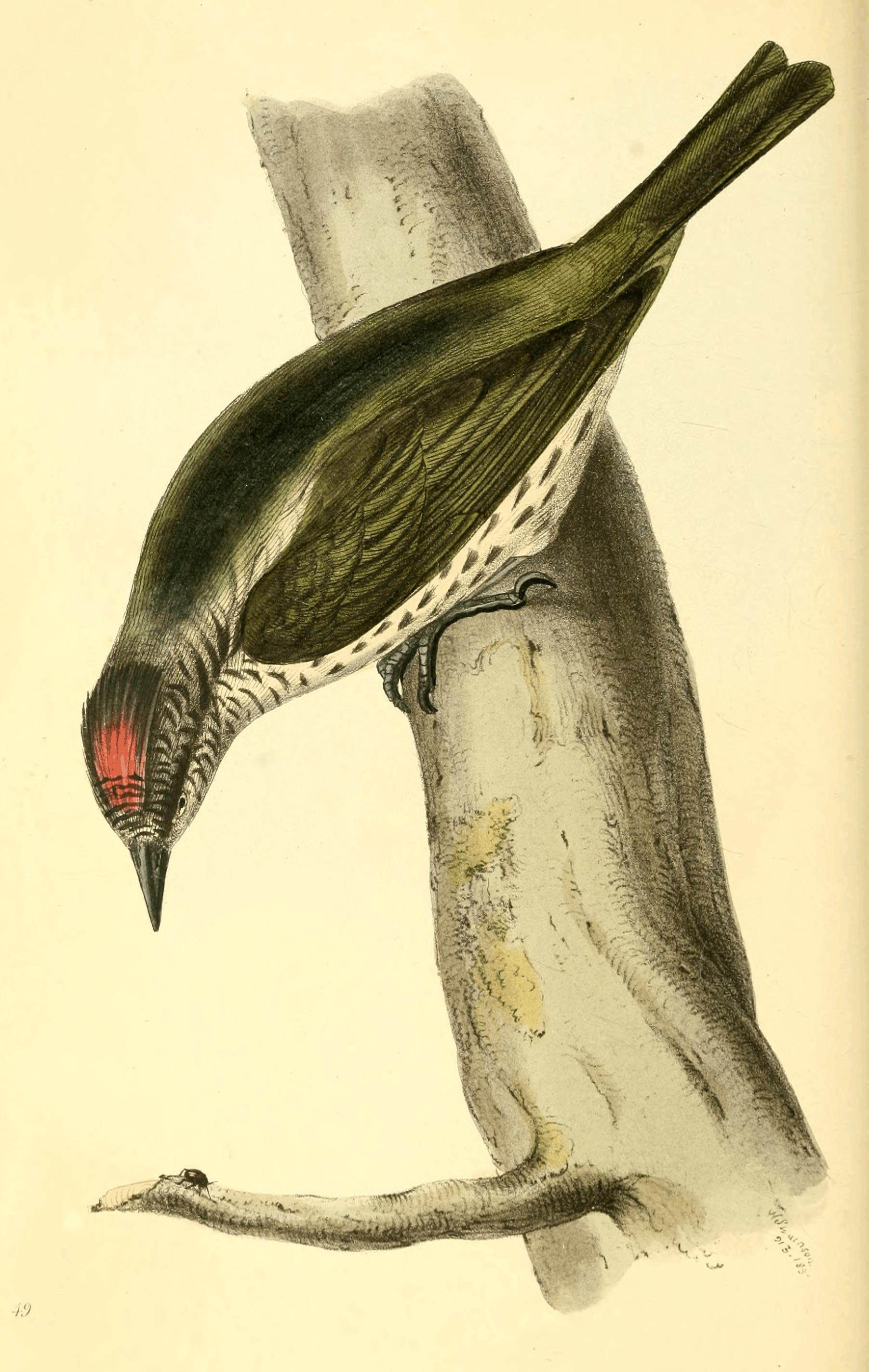Plate 49. Plate 49.
