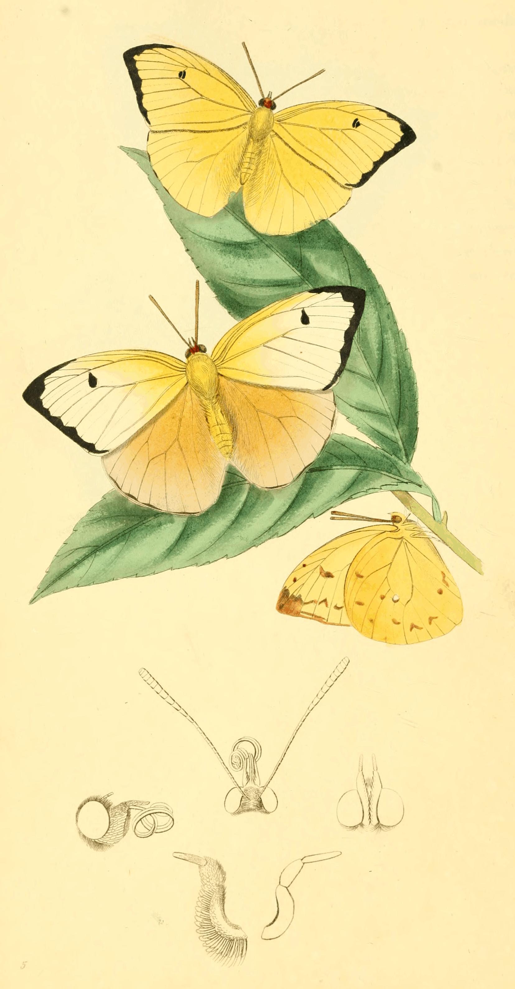 Plate 5. Plate 5.