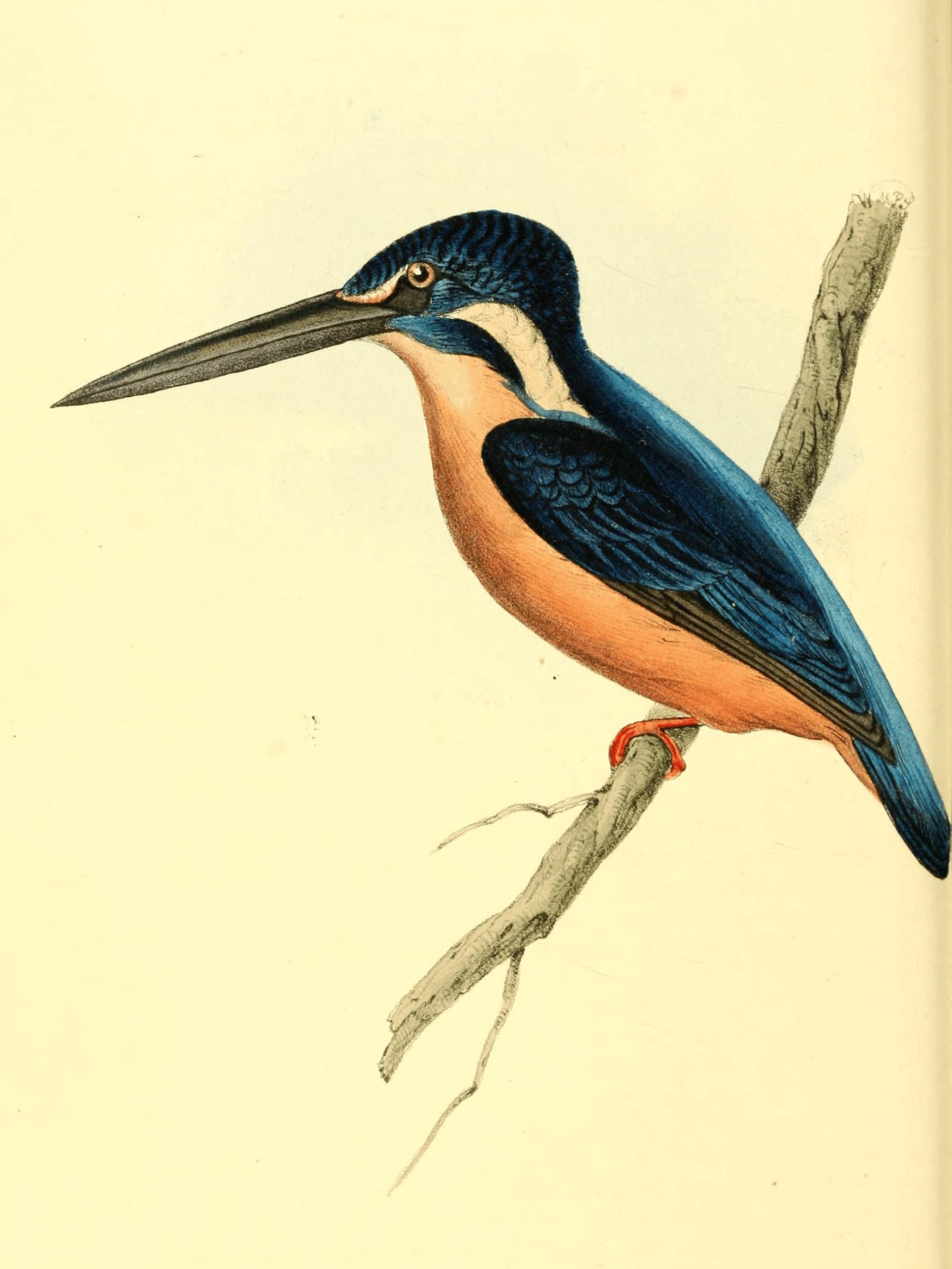 Plate 50. Plate 50.