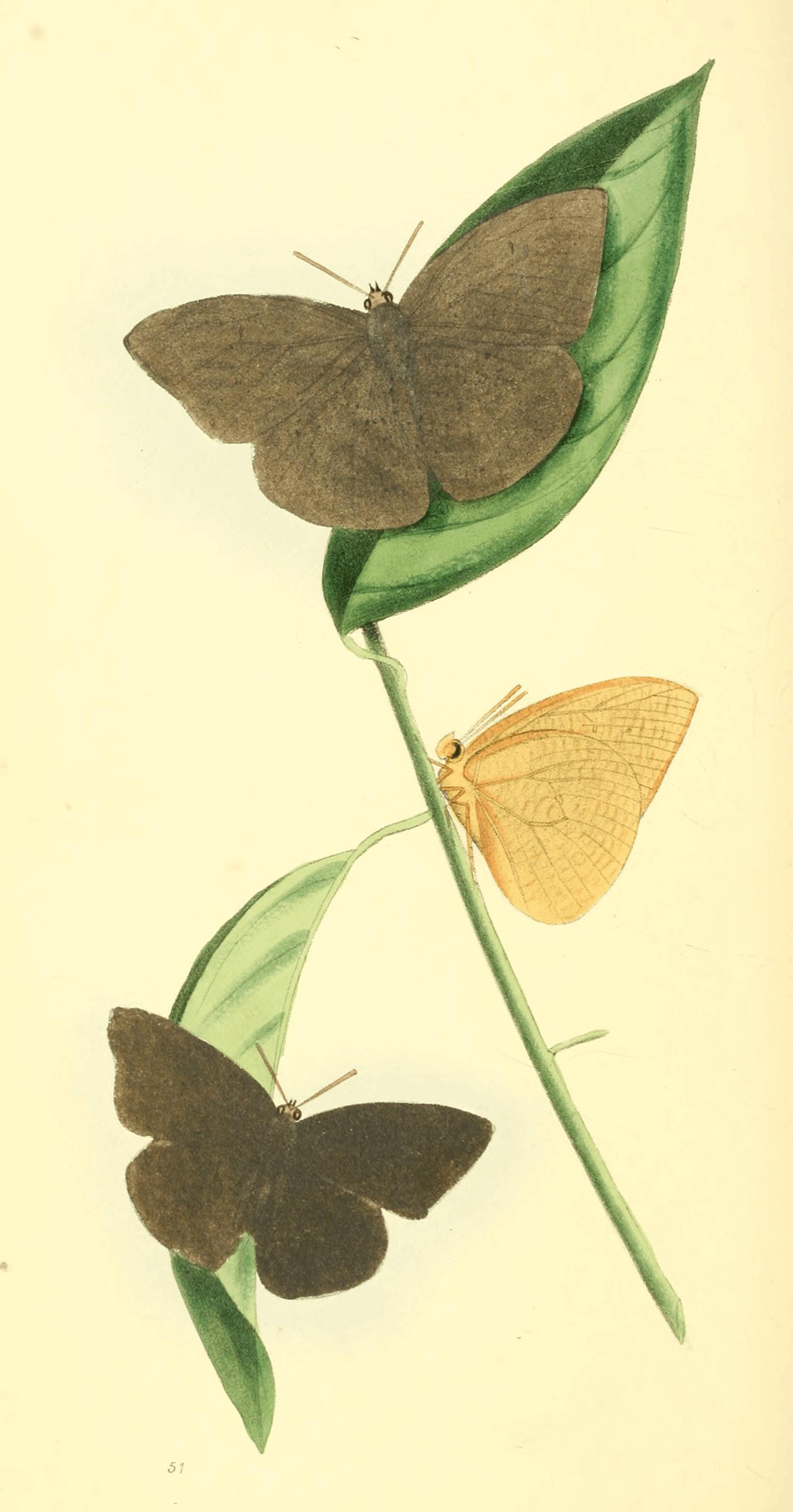Plate 51. Plate 51.