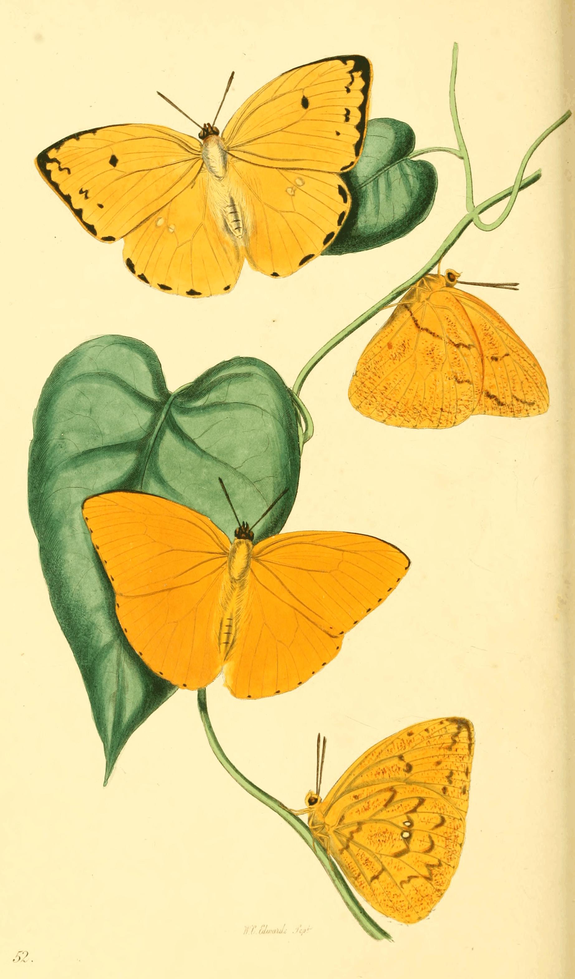Plate 52. Plate 52.