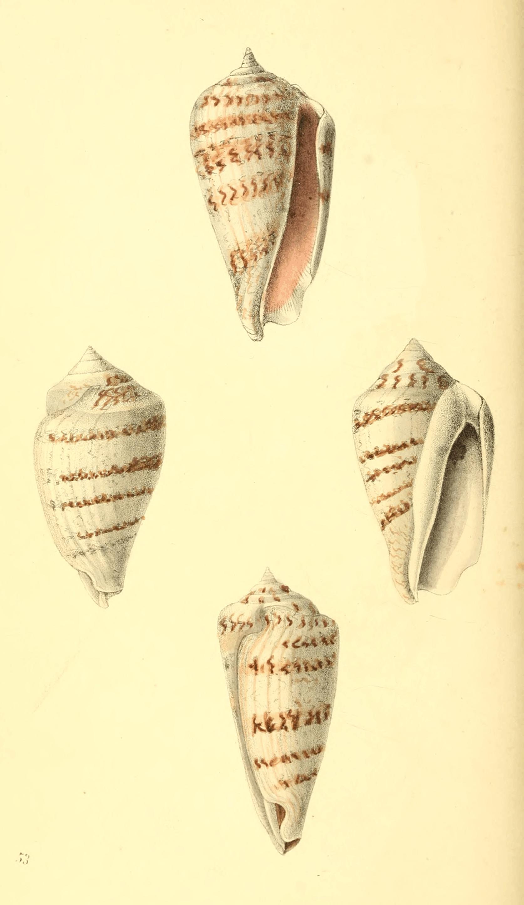 Plate 53. Plate 53.