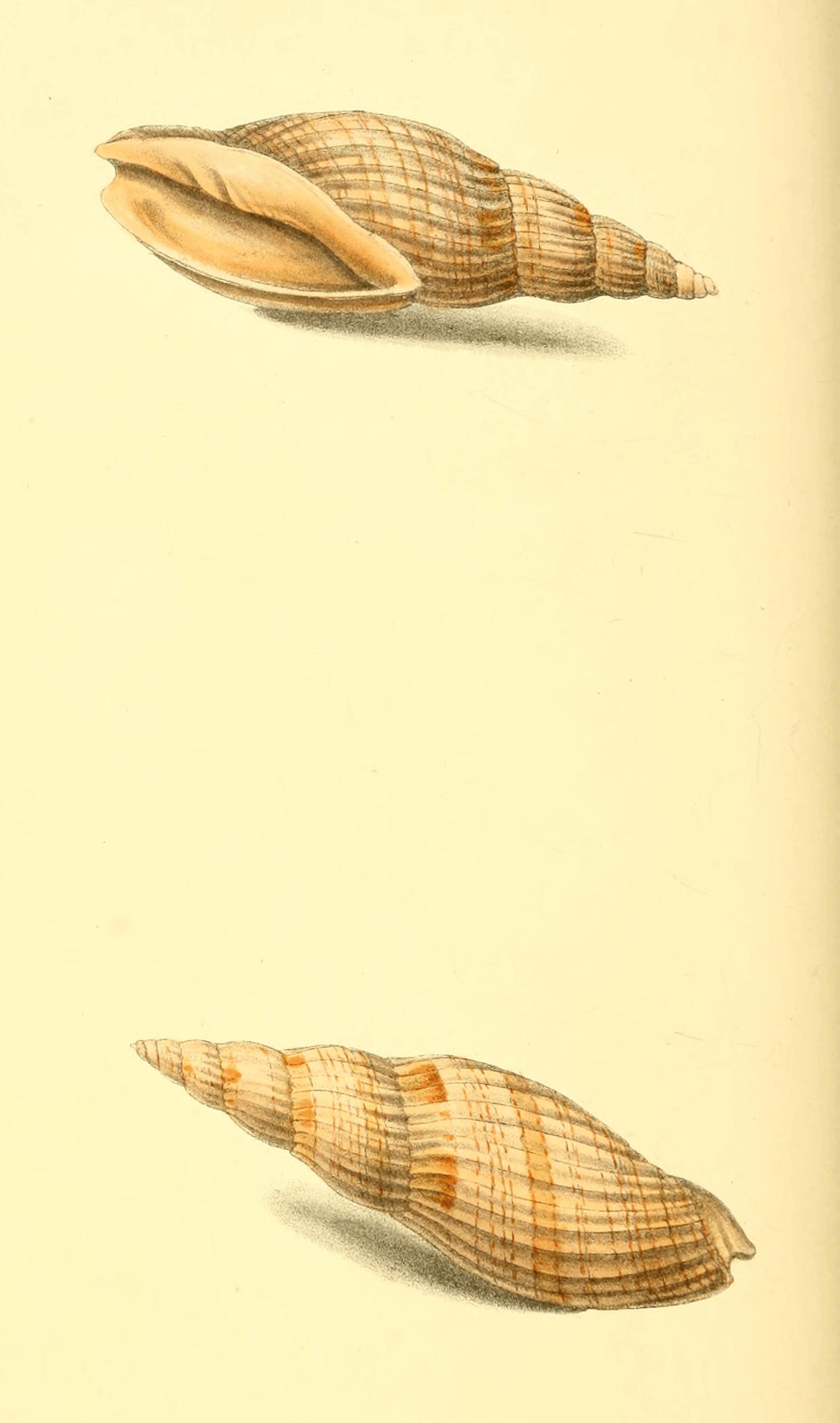Plate 54. Plate 54.