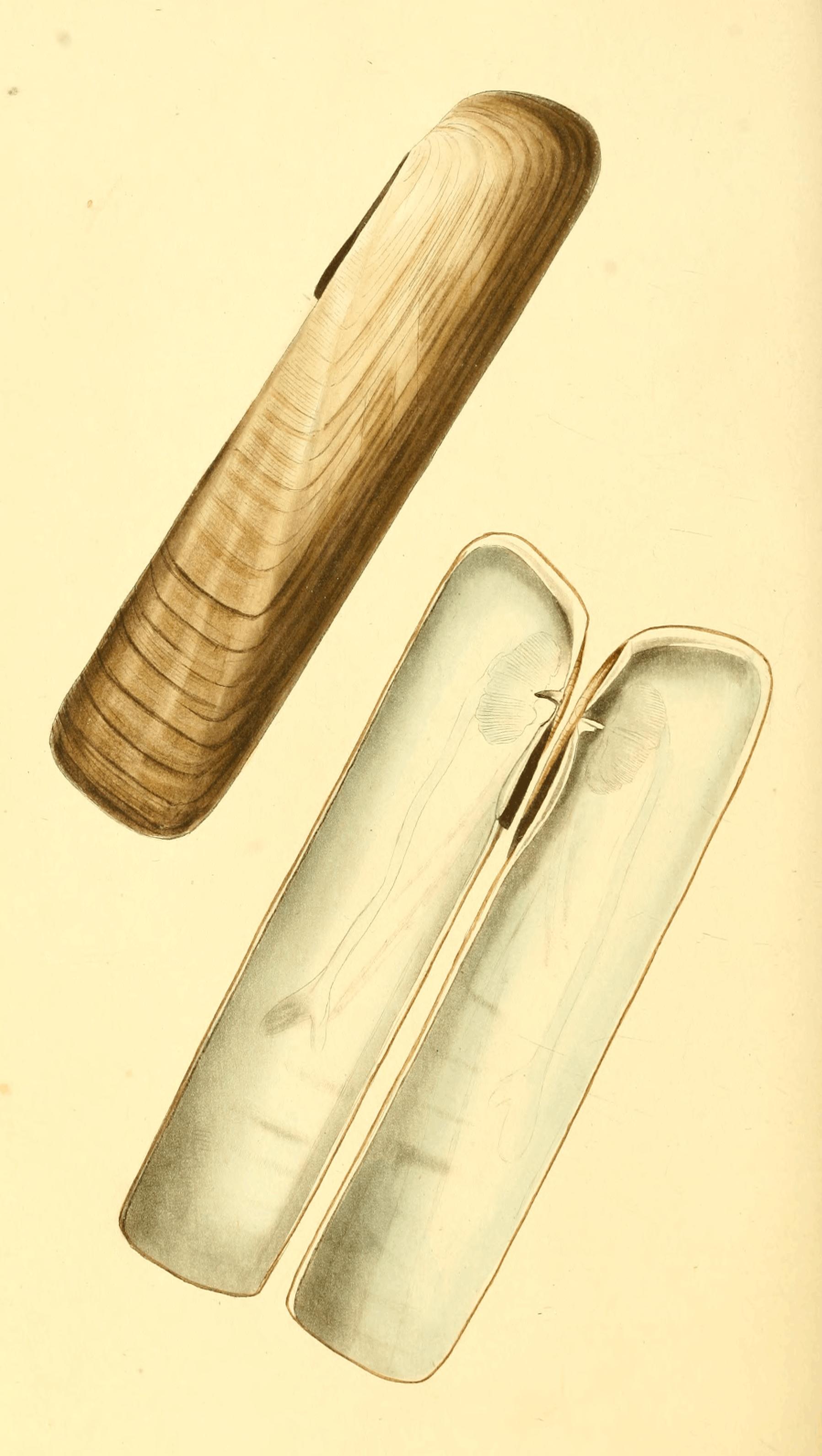 Plate 55. Plate 55.