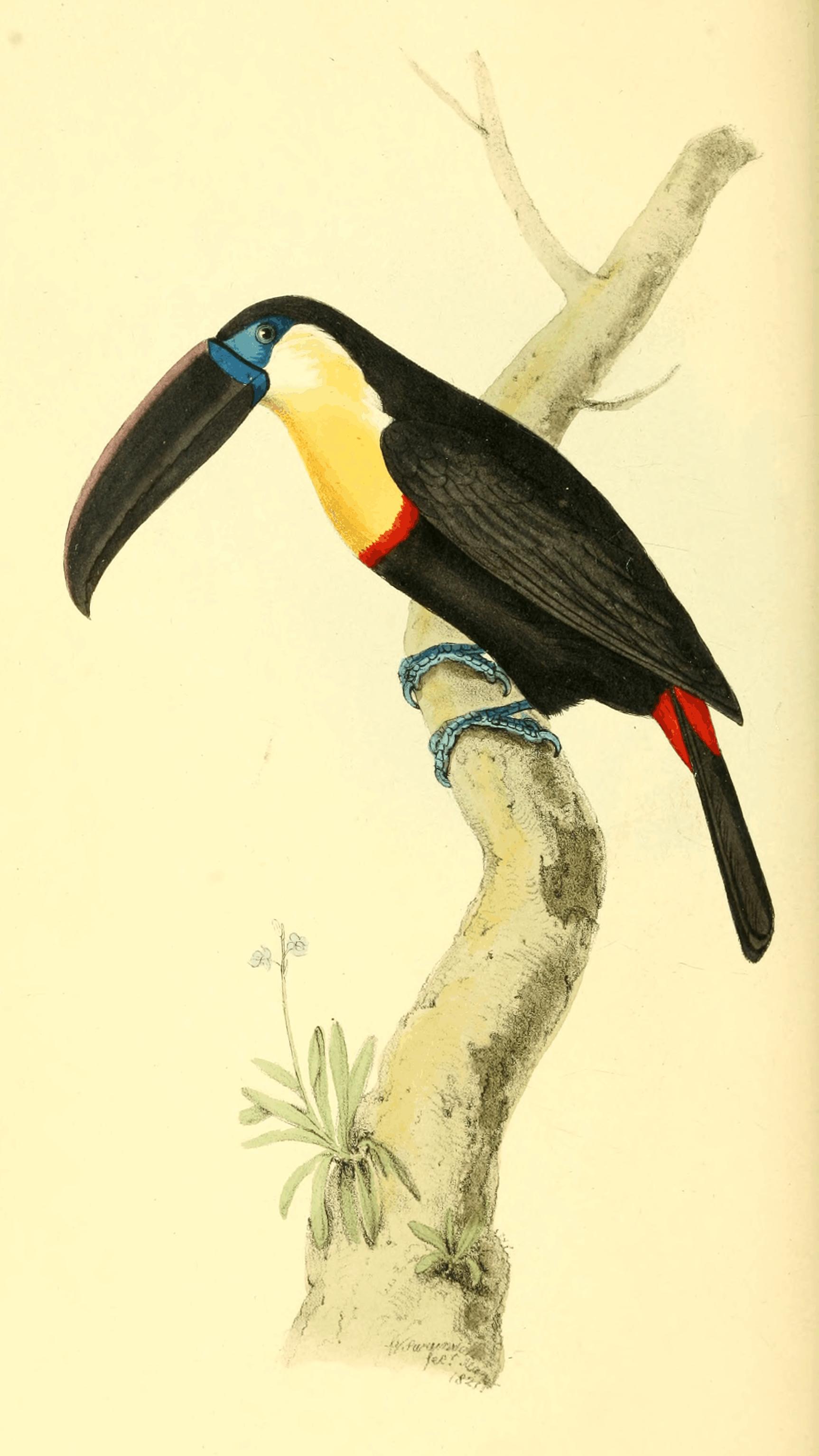 Plate 56. Plate 56.