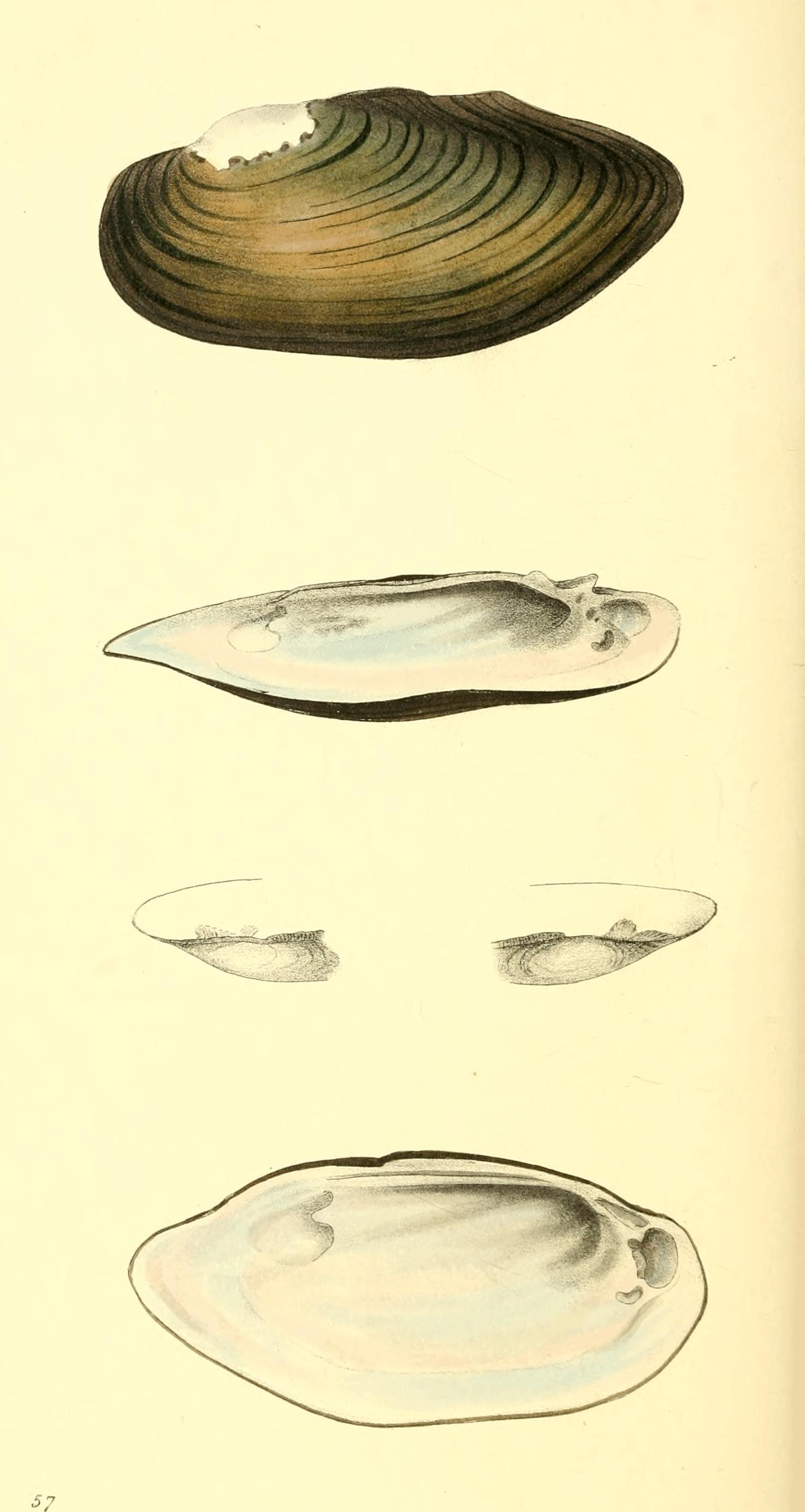 Plate 57. Plate 57.