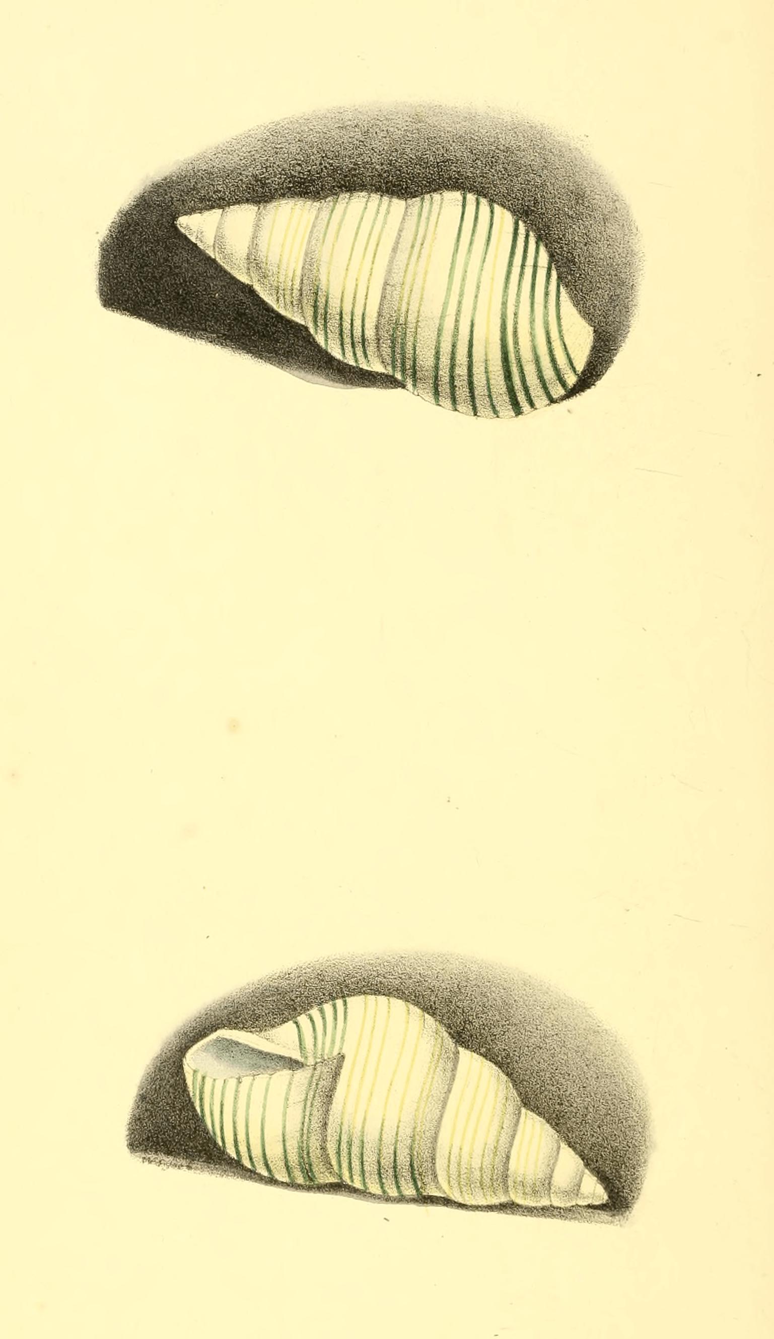 Plate 58. Plate 58.