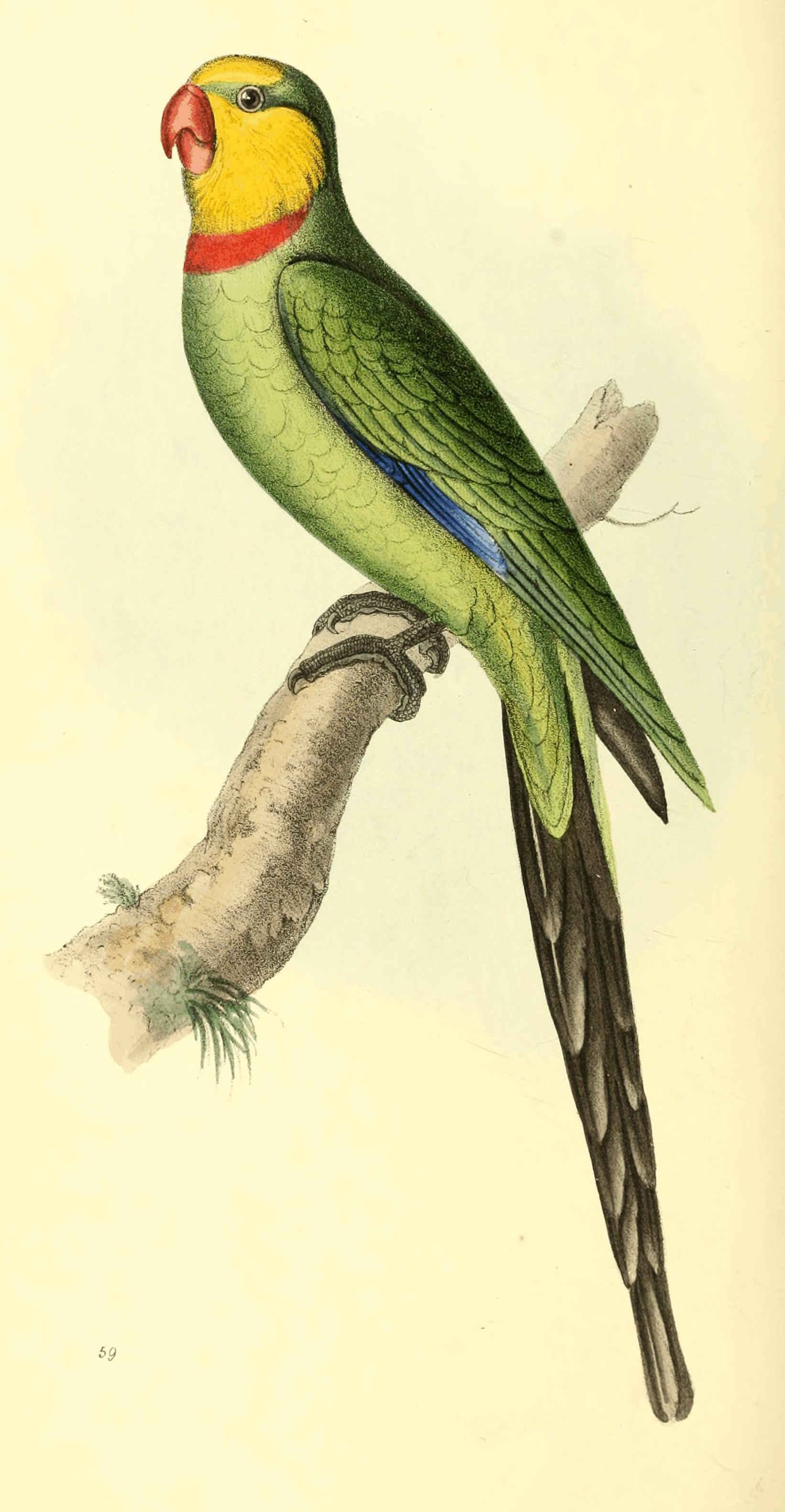 Plate 59. Plate 59.