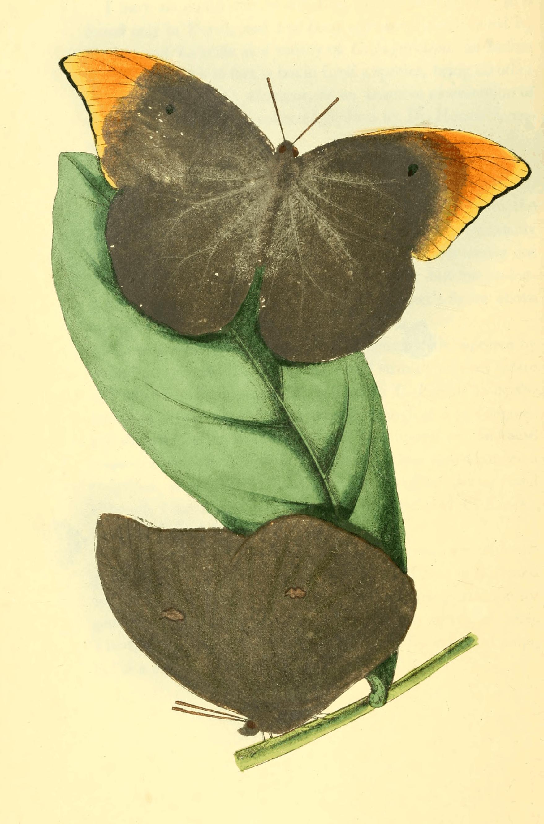 Plate 6. Plate 6.