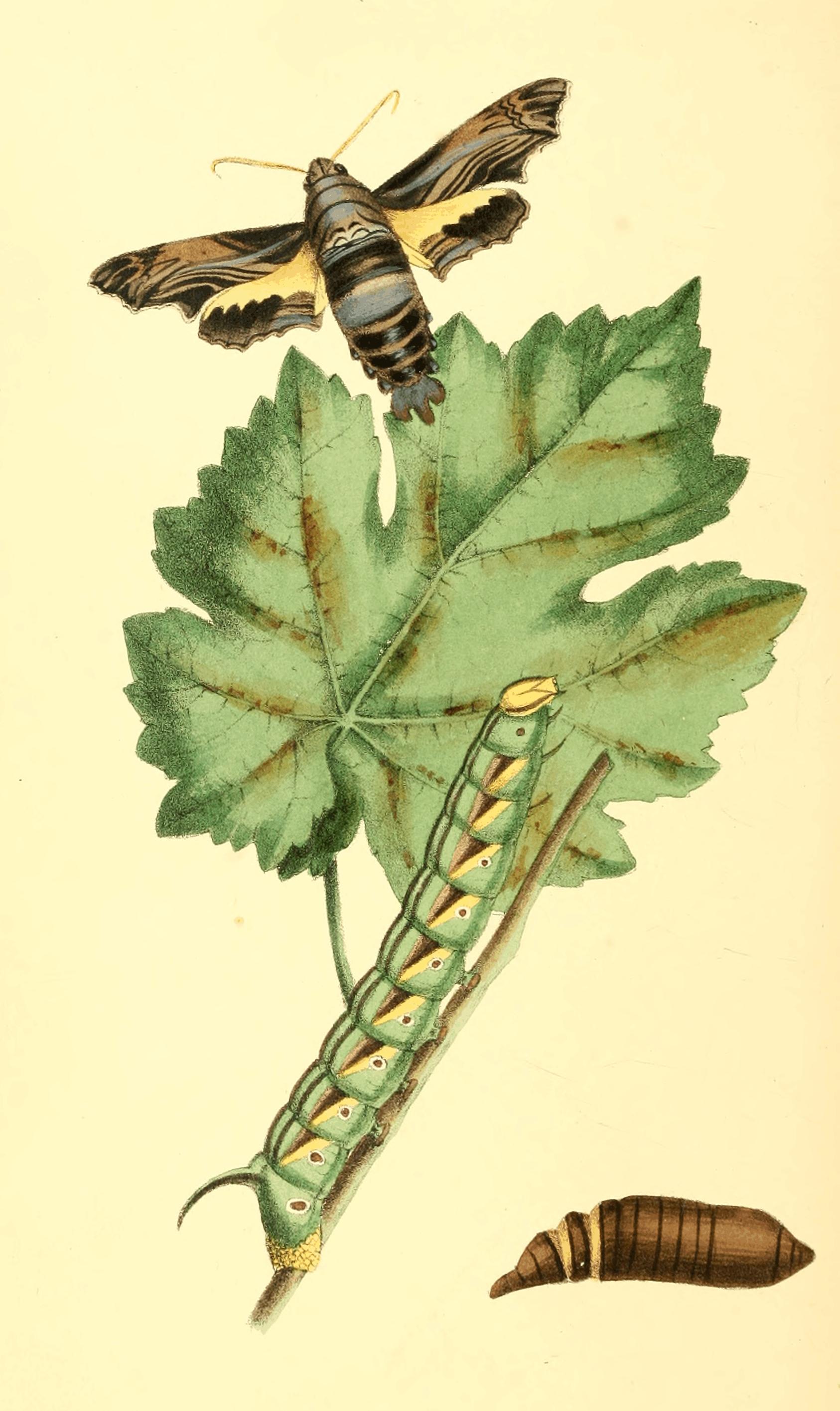 Plate 60. Plate 60.