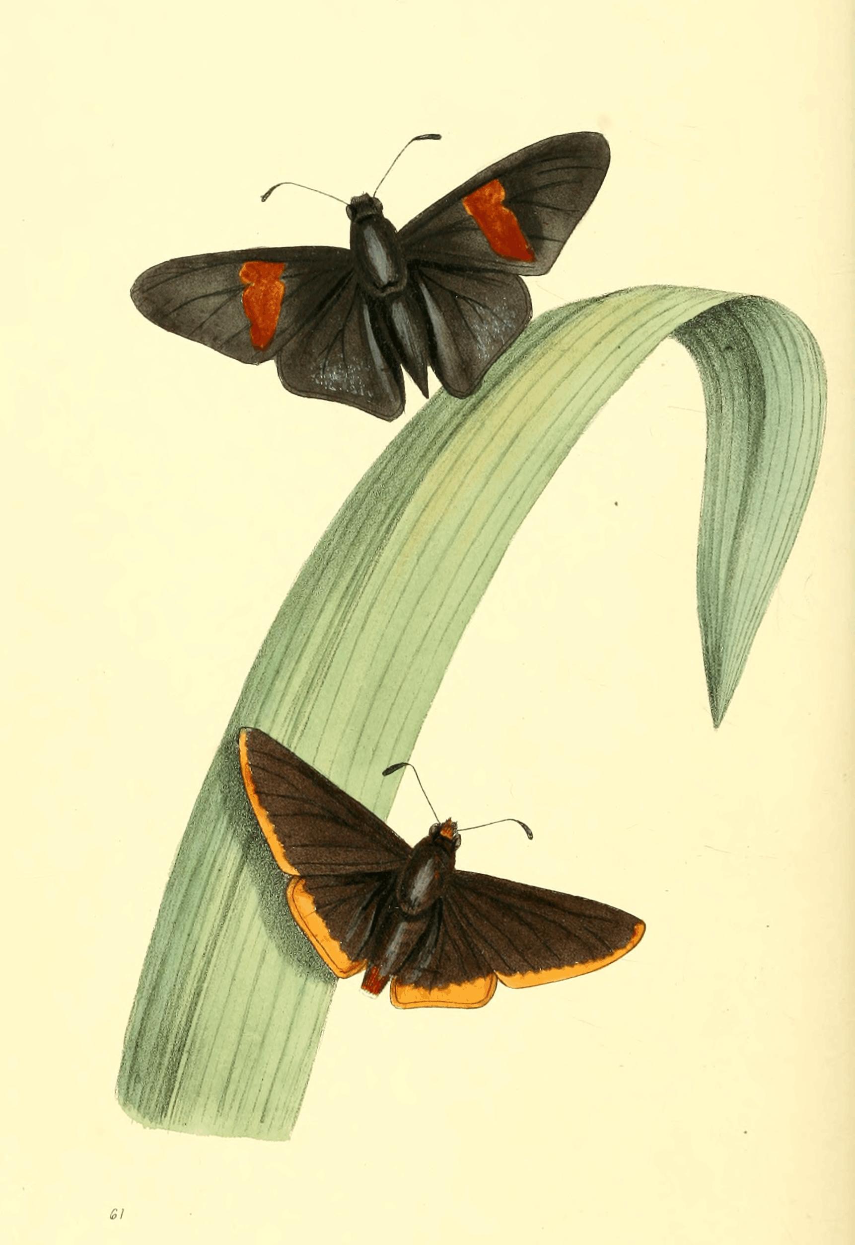 Plate 61. Plate 61.