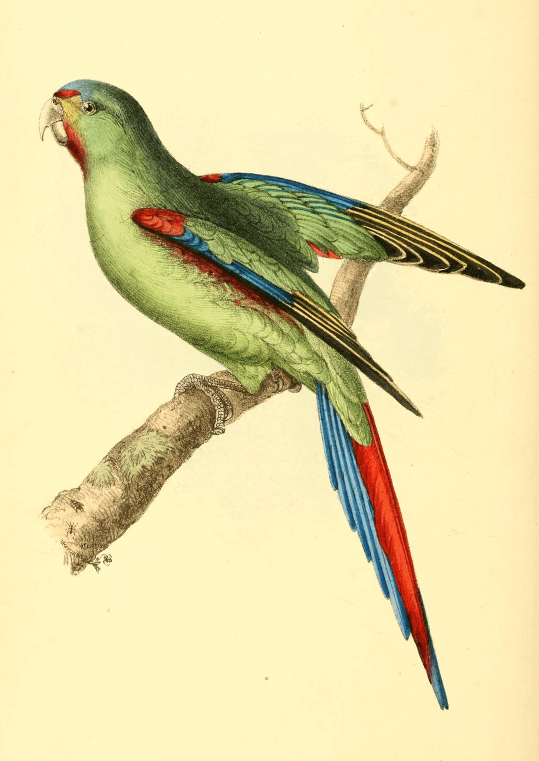 Plate 62. Plate 62.