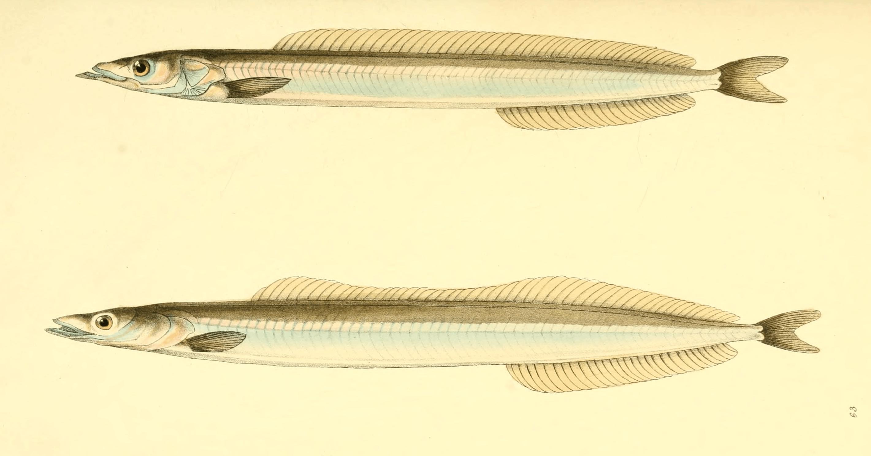Plate 63. Plate 63.