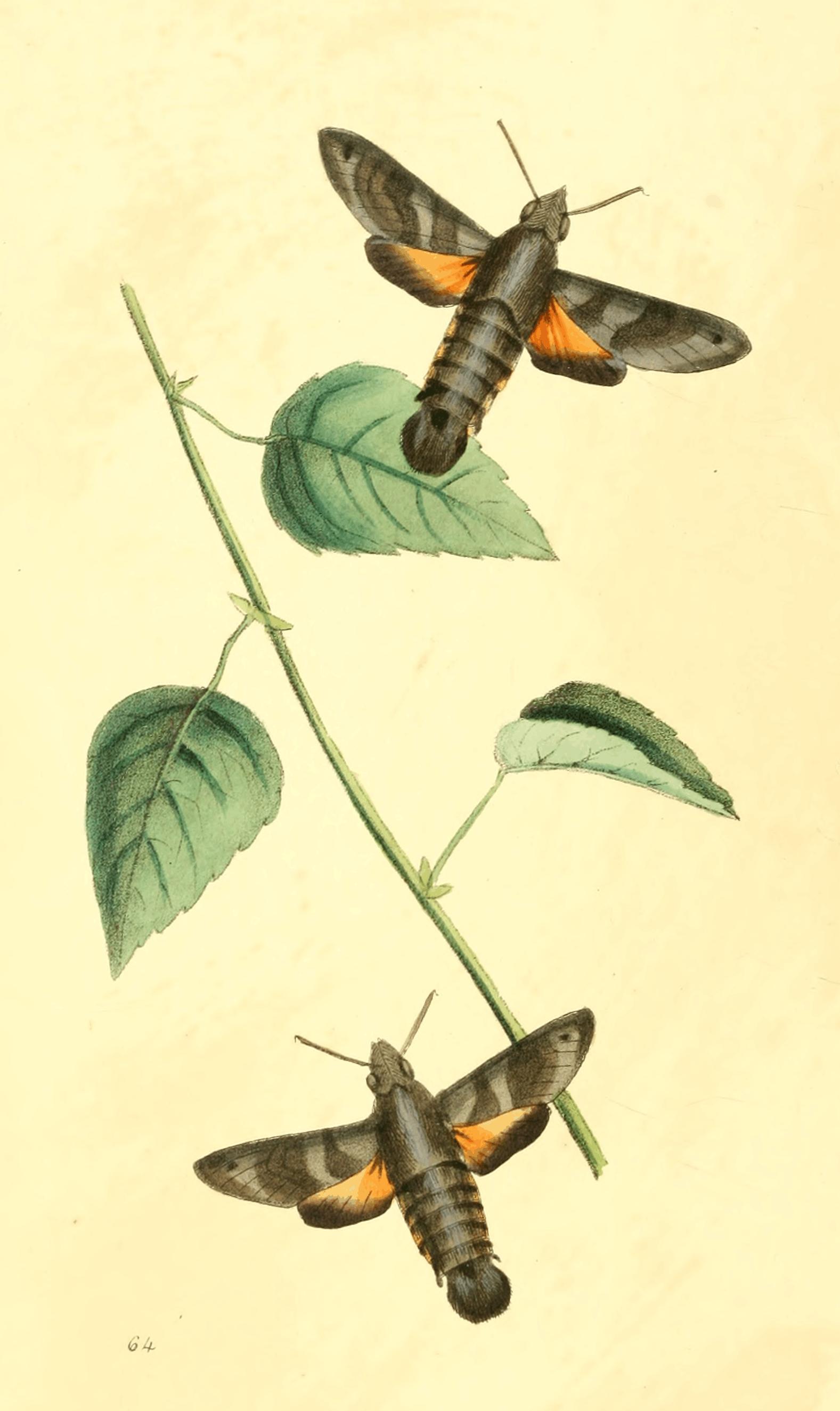 Plate 64. Plate 64.