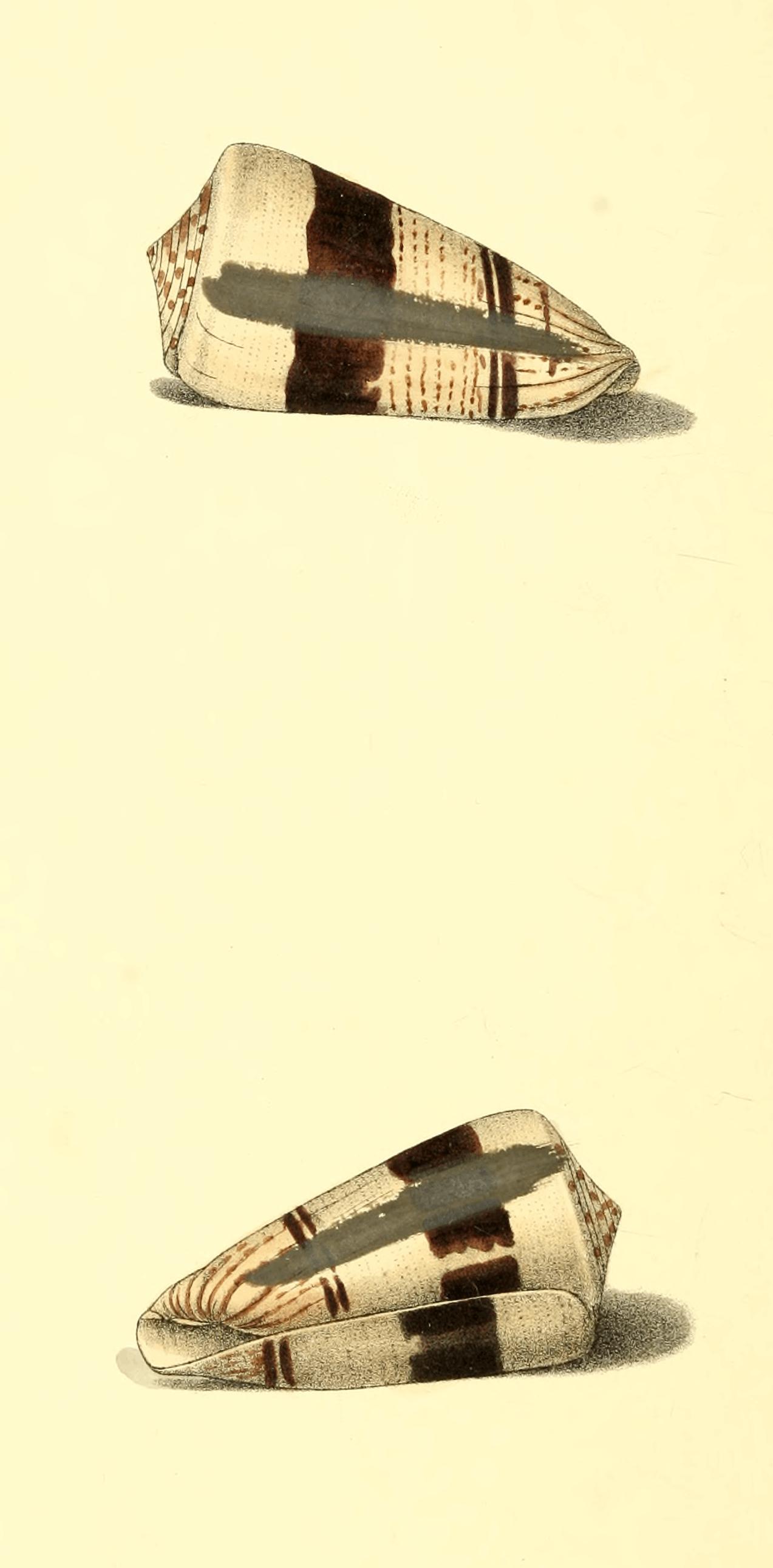 Plate 65. Plate 65.