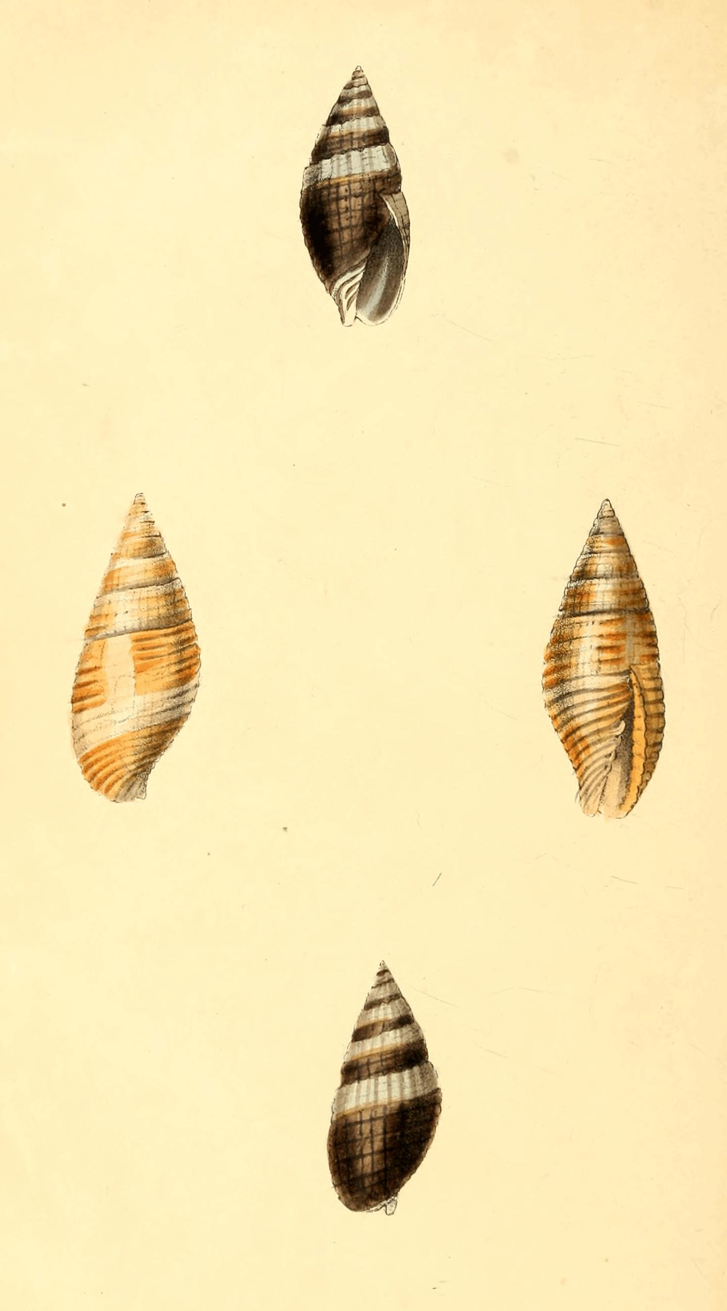Plate 66. Plate 66.