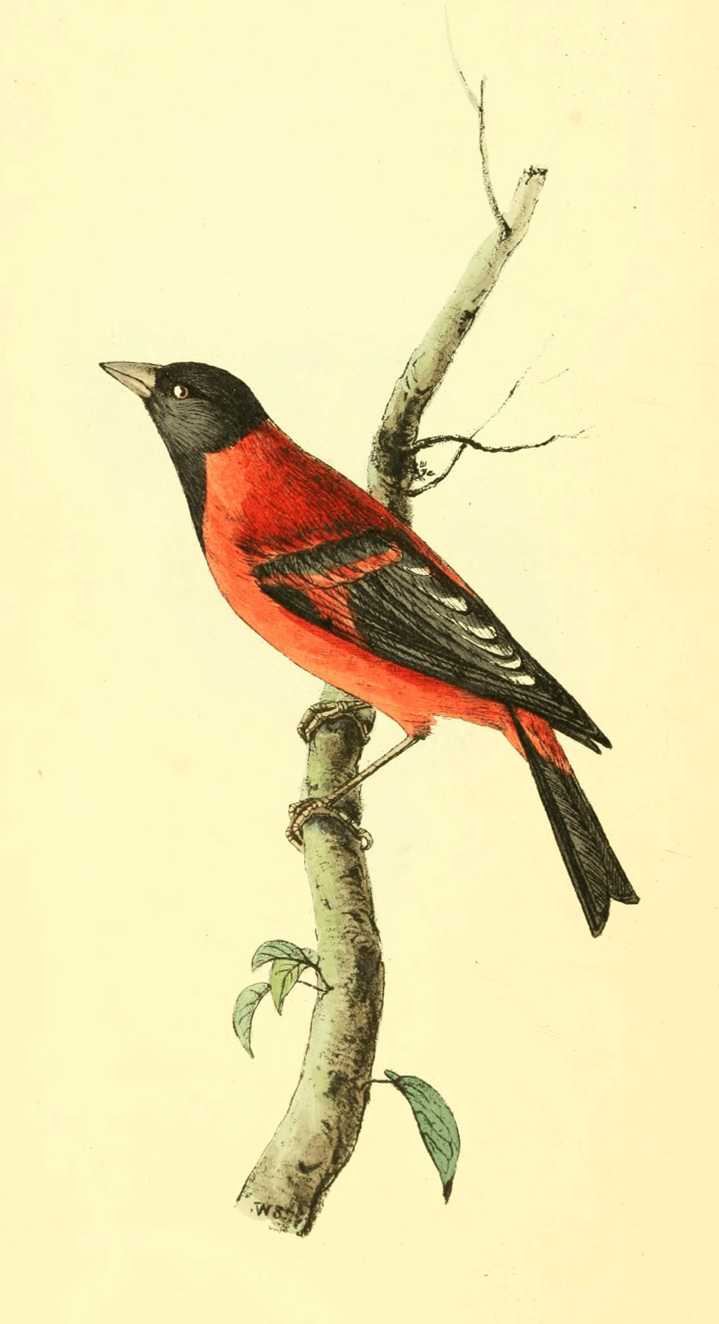 Plate 7. Plate 7.