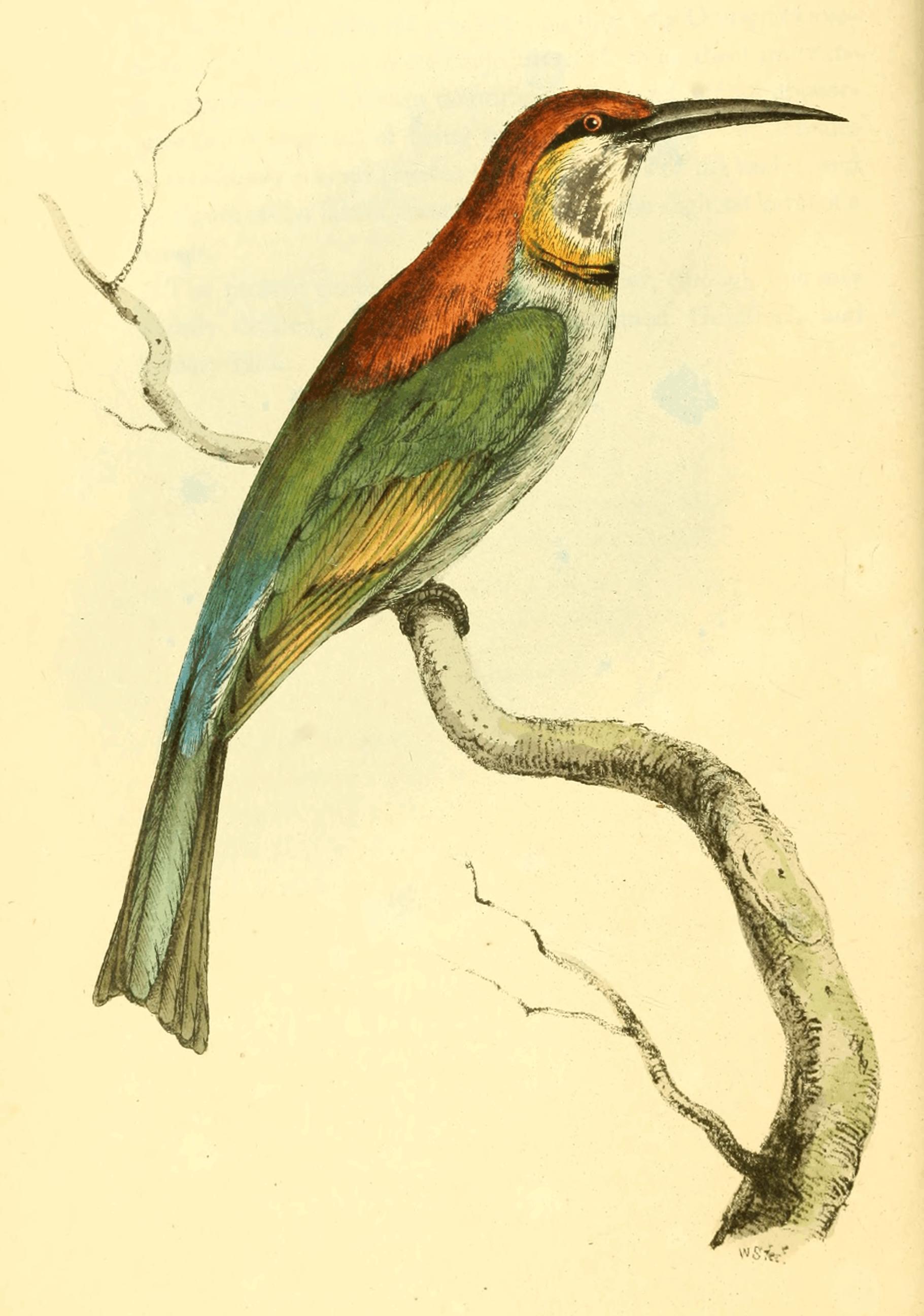 Plate 8. Plate 8.
