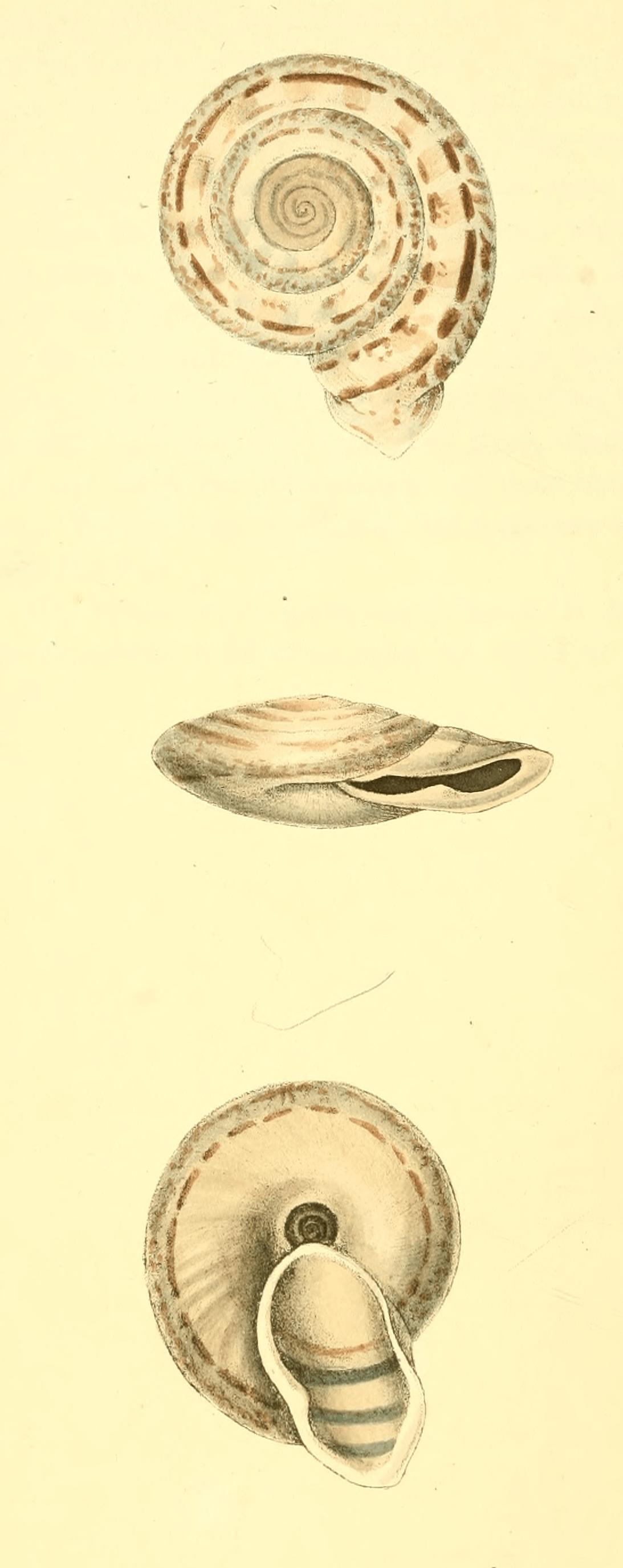 Plate 9. Plate 9.