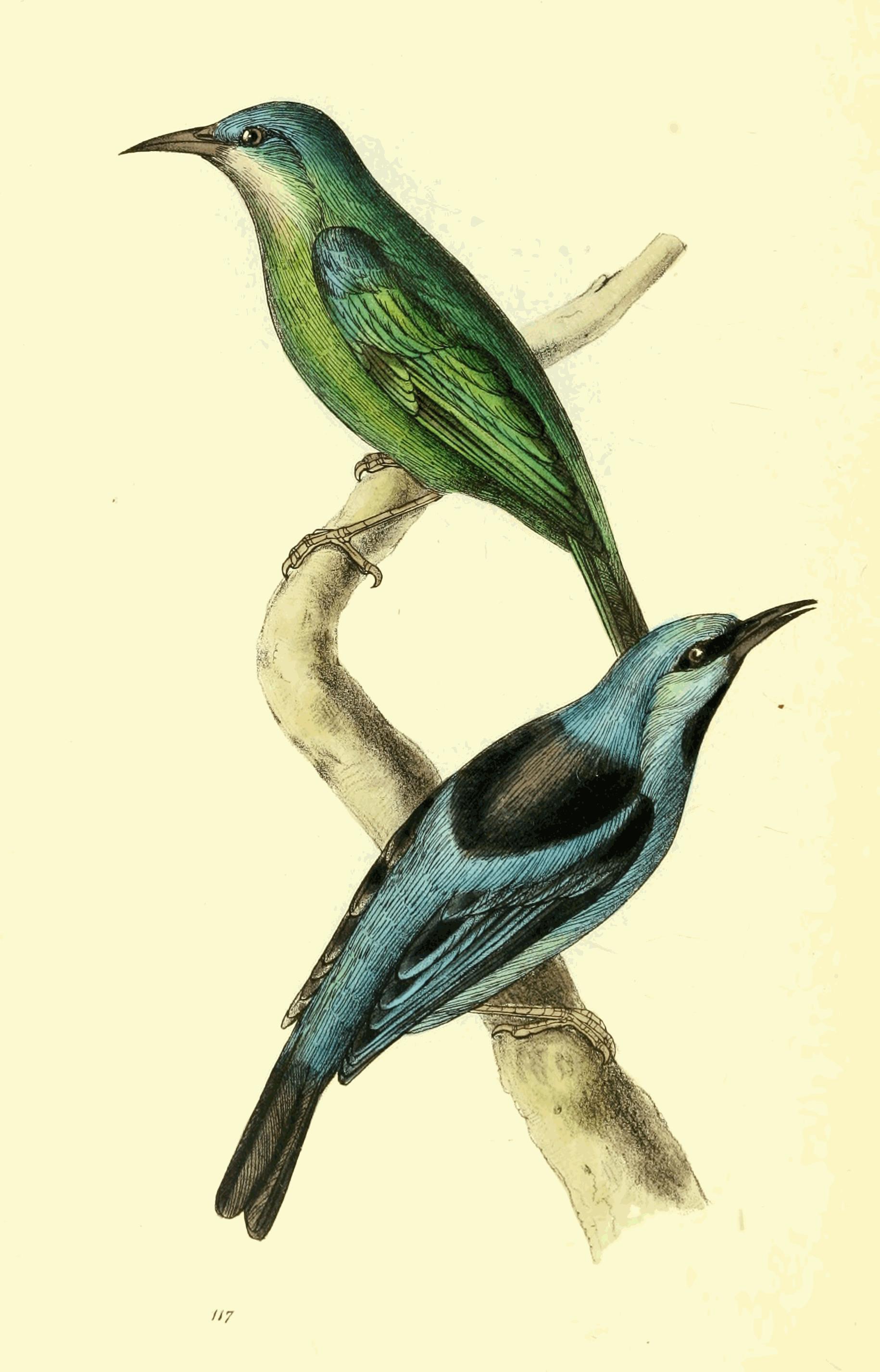 Plate 117.