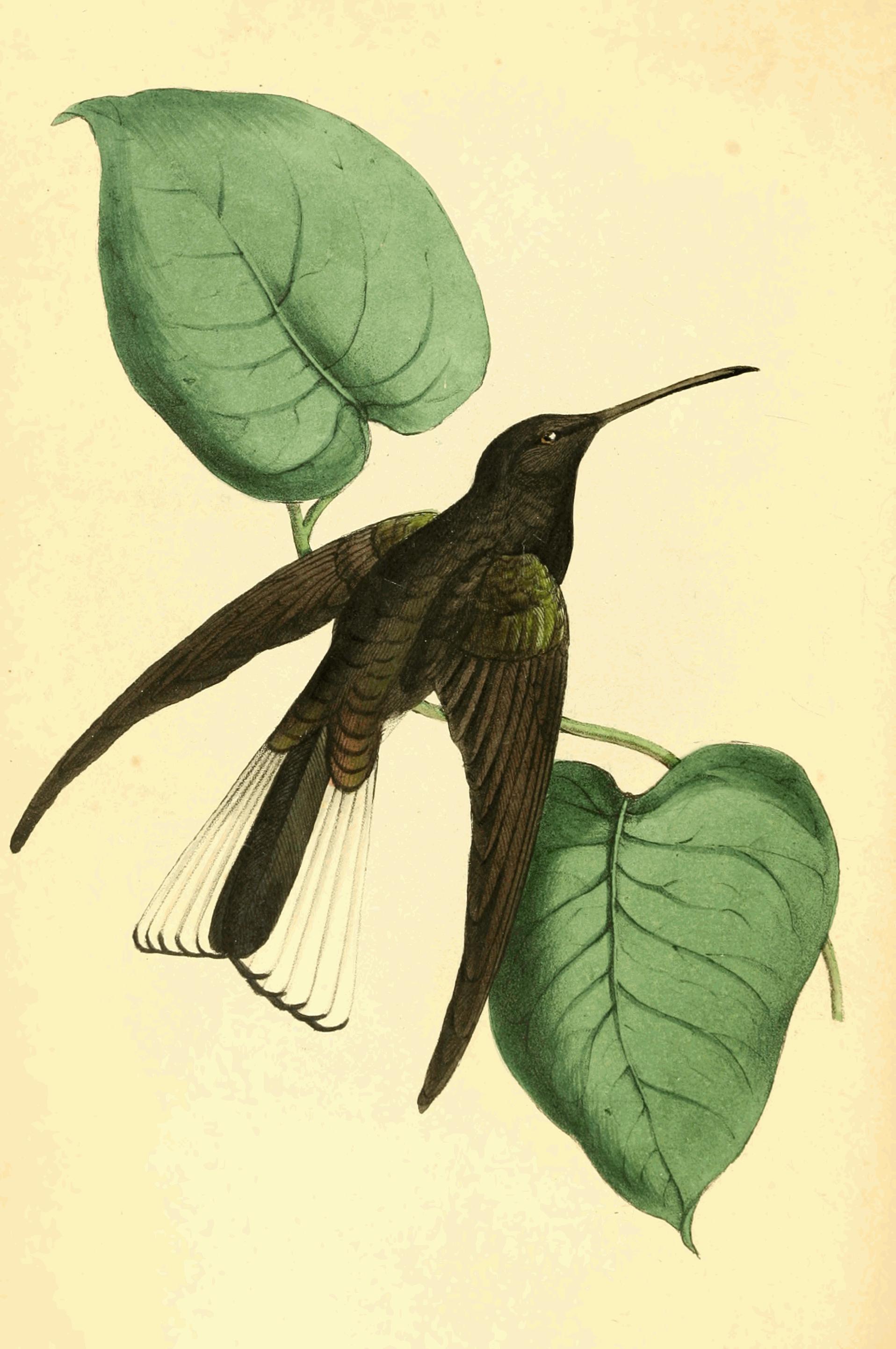 Plate 82.