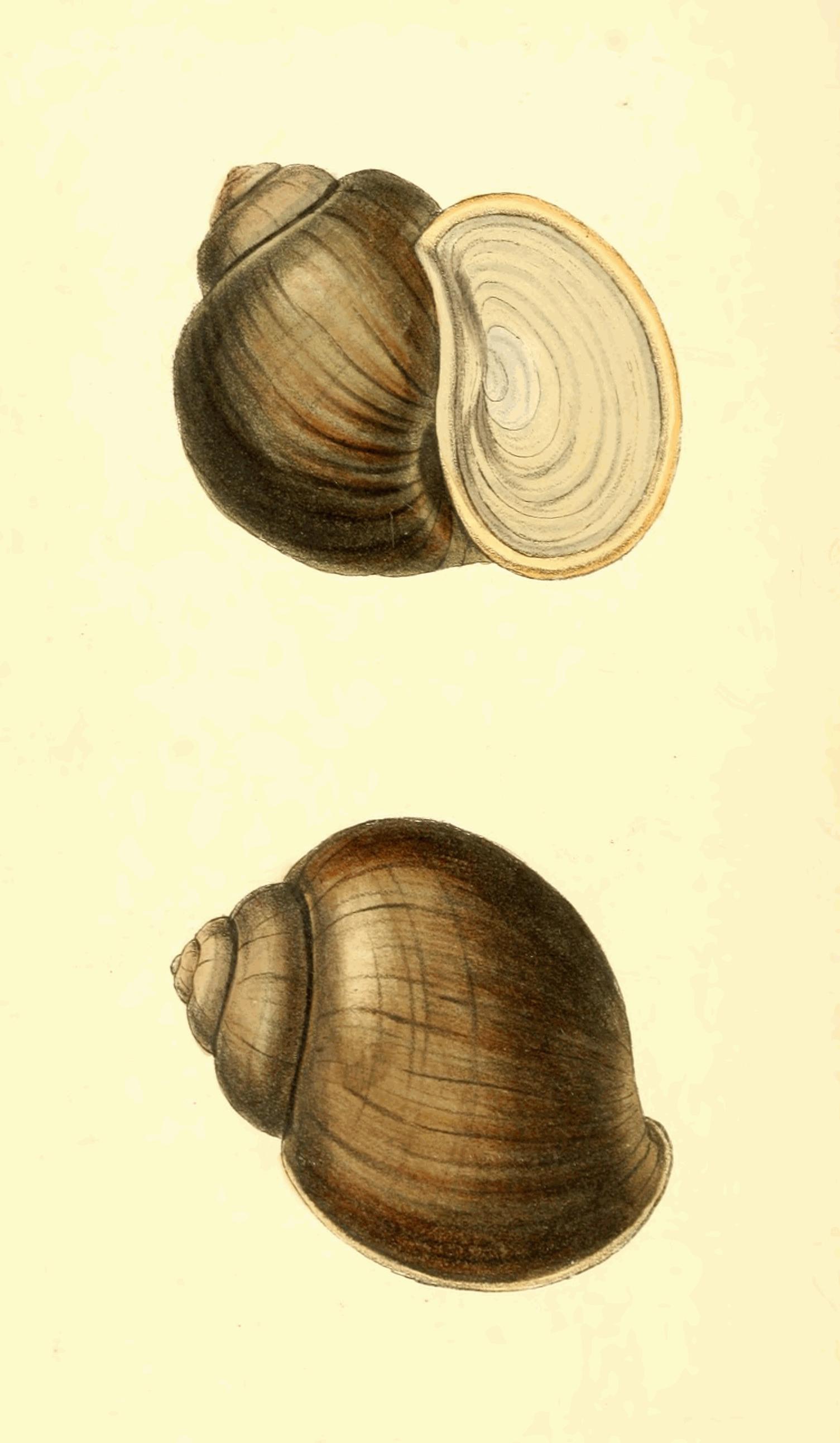 Plate 120. Plate 120.