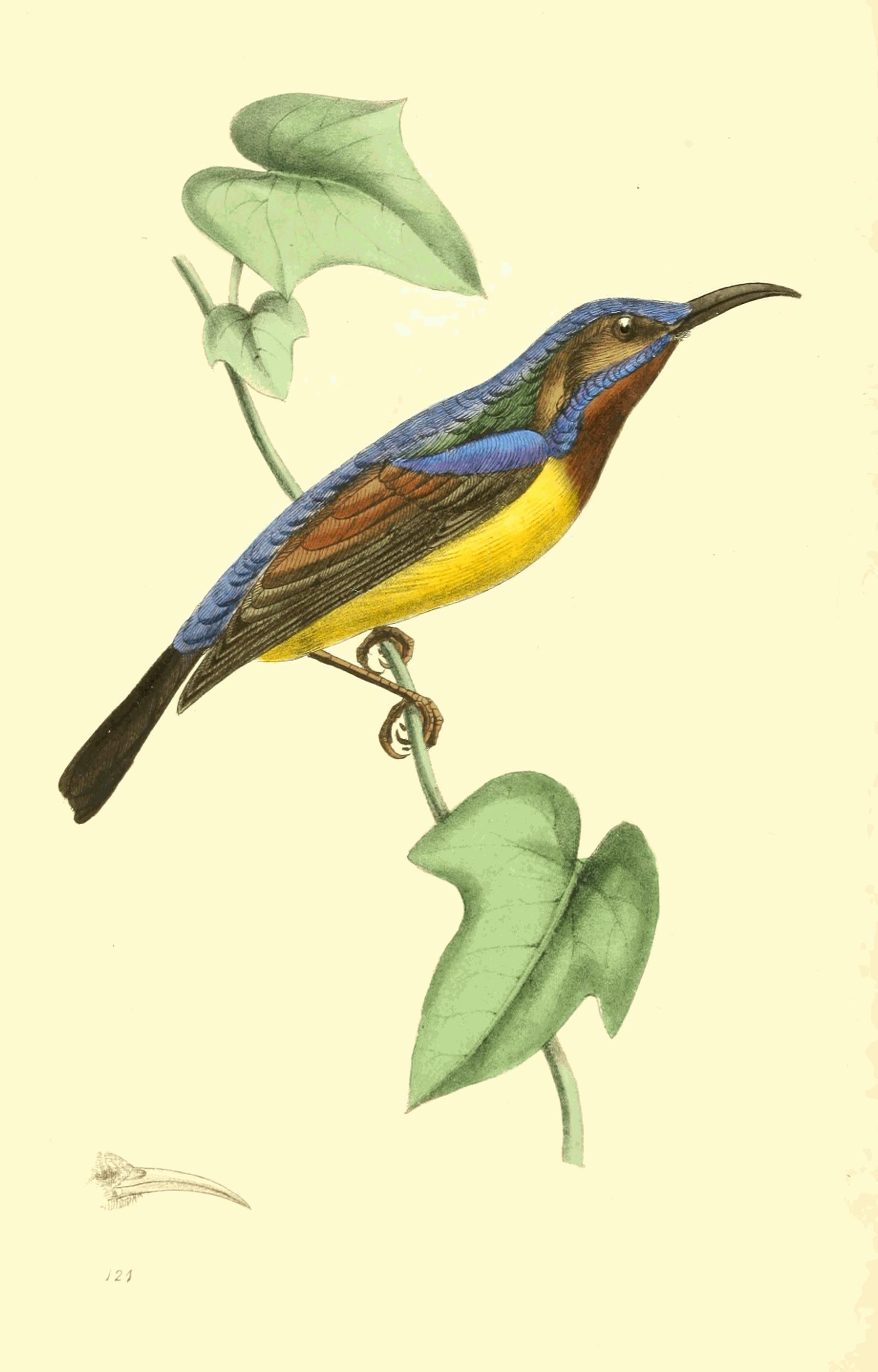 Plate 121. Plate 121.