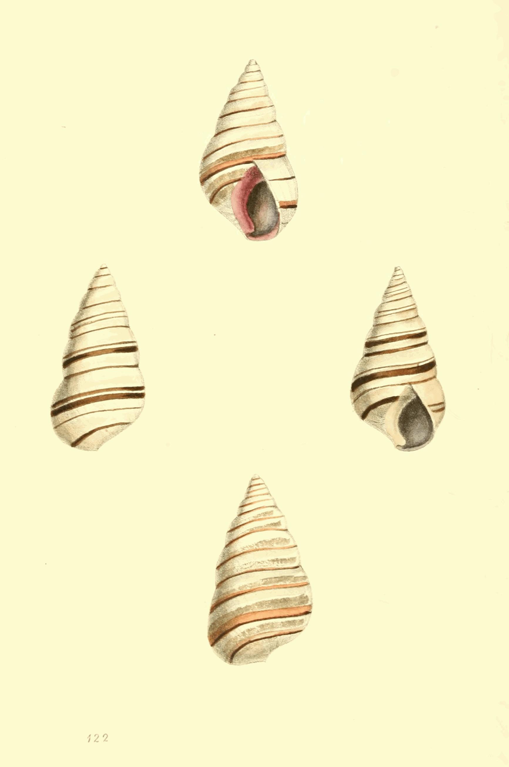 Plate 122. Plate 122.