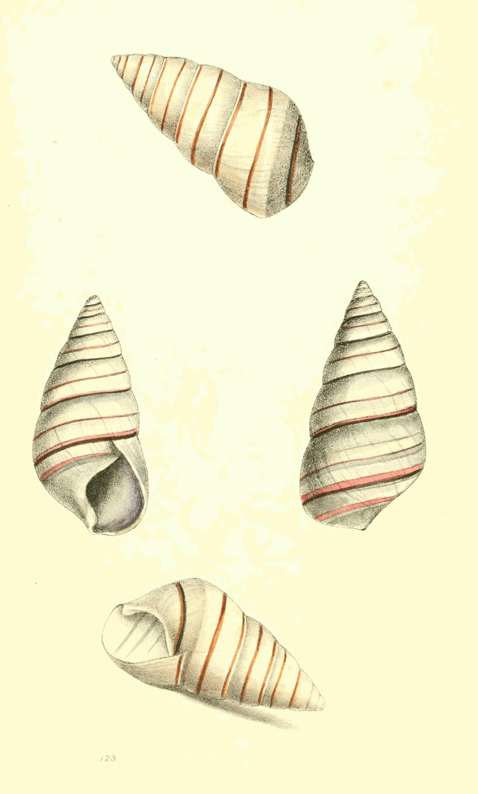 Plate 123. Plate 123.