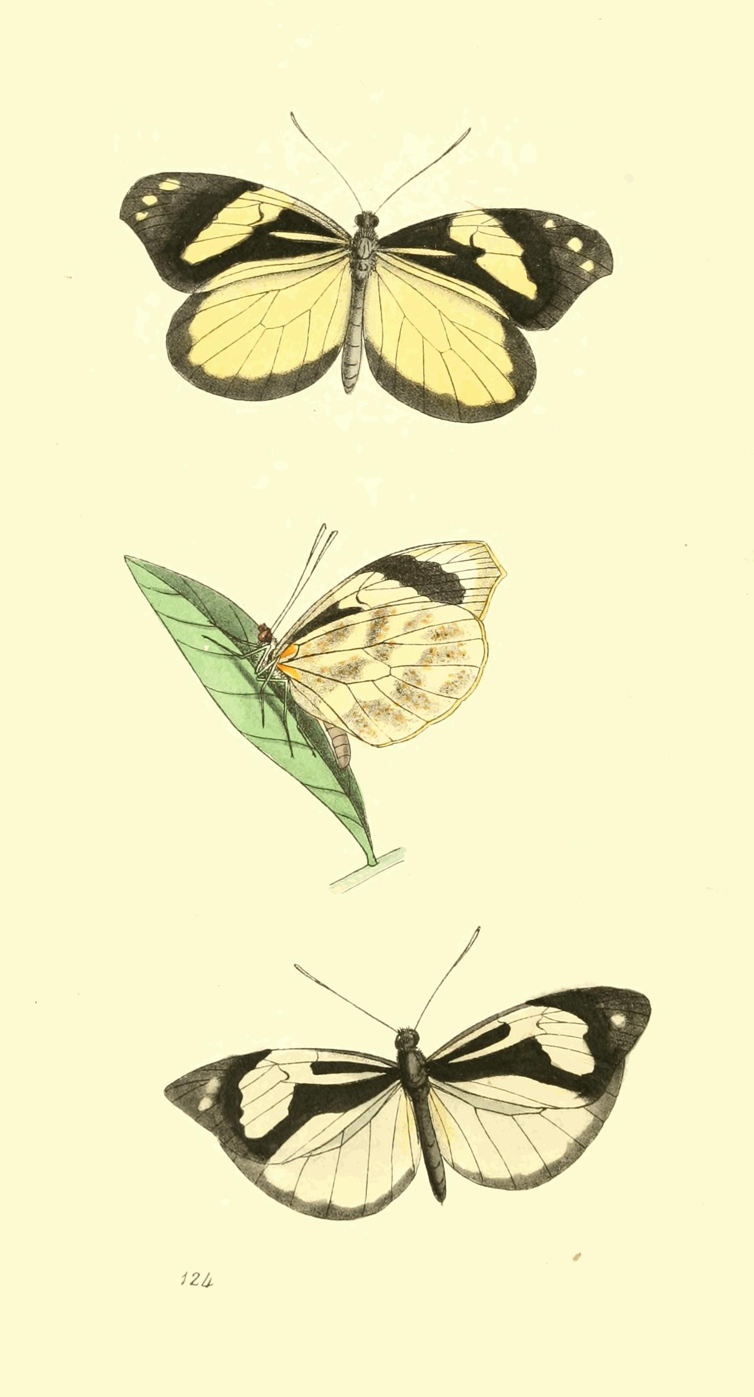 Plate 124. Plate 124.
