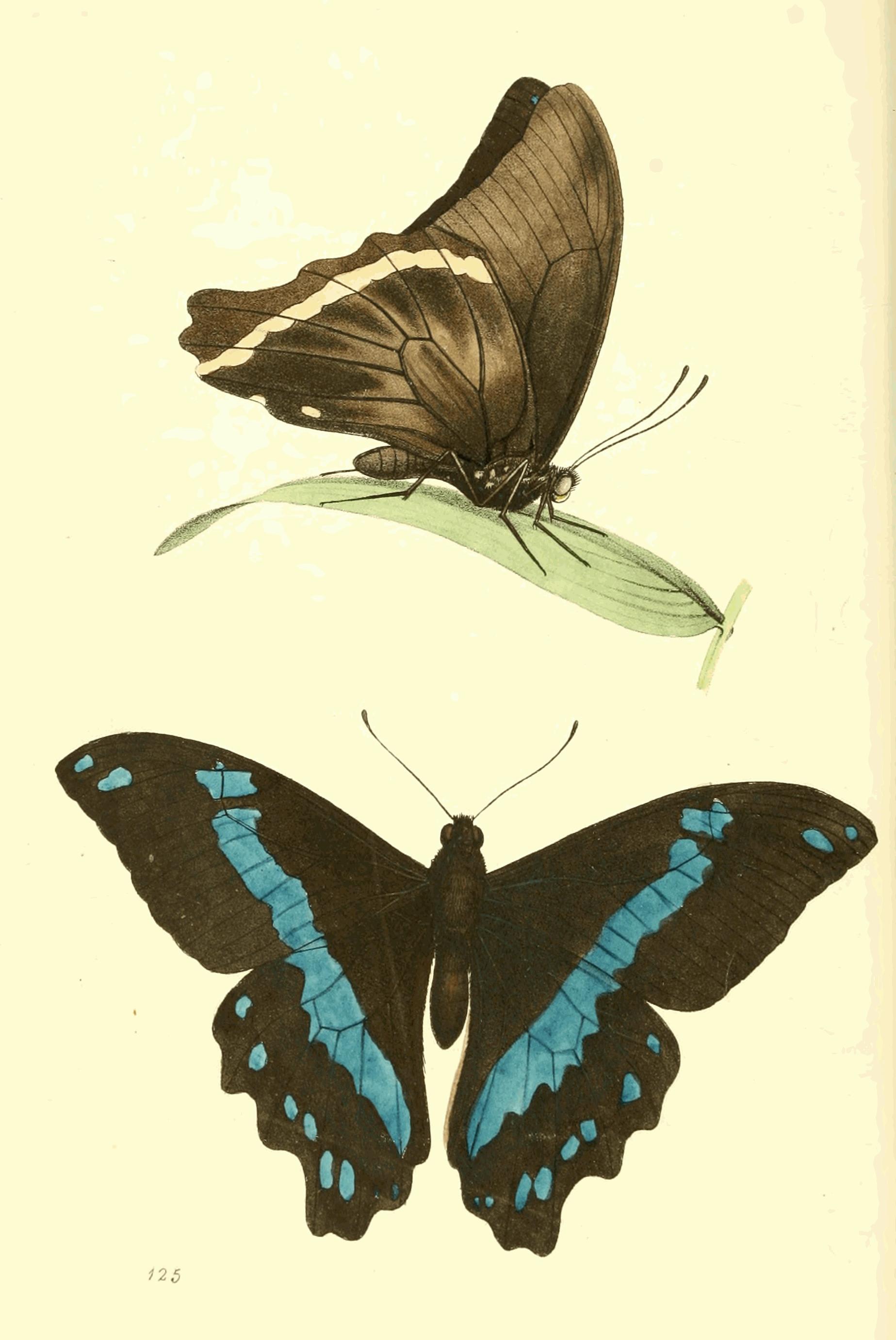 Plate 125. Plate 125.