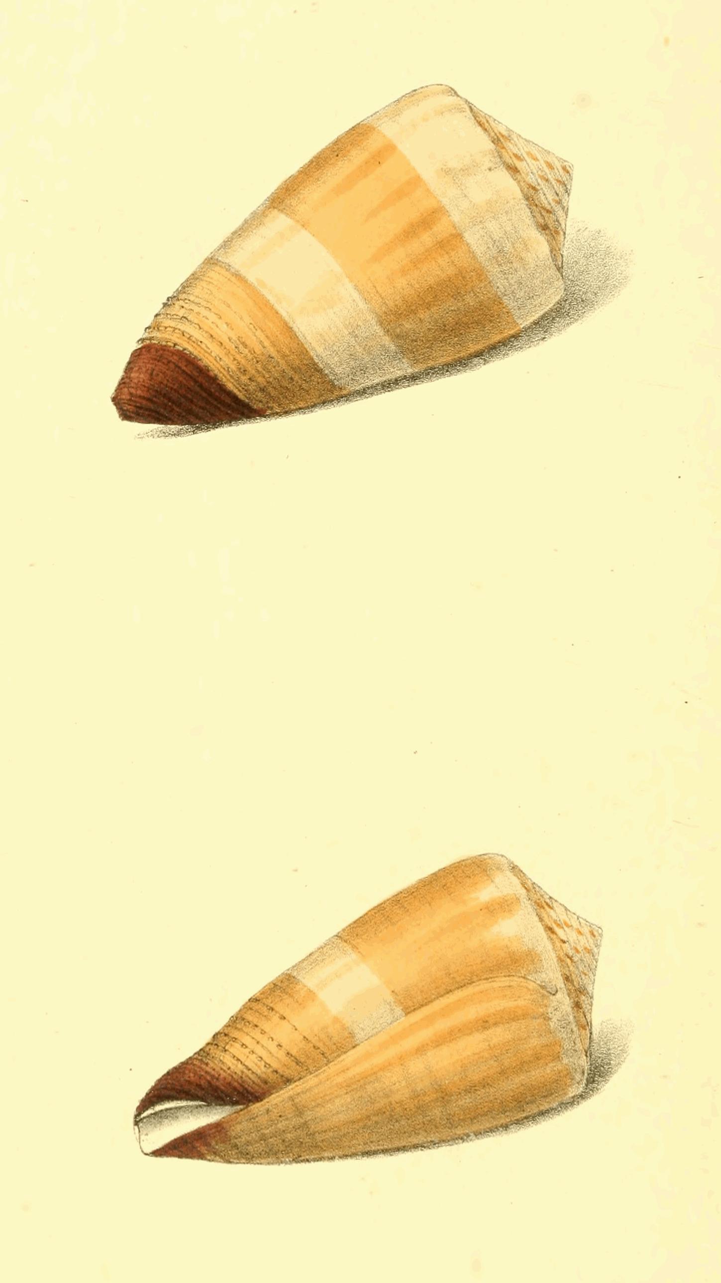 Plate 126. Plate 126.