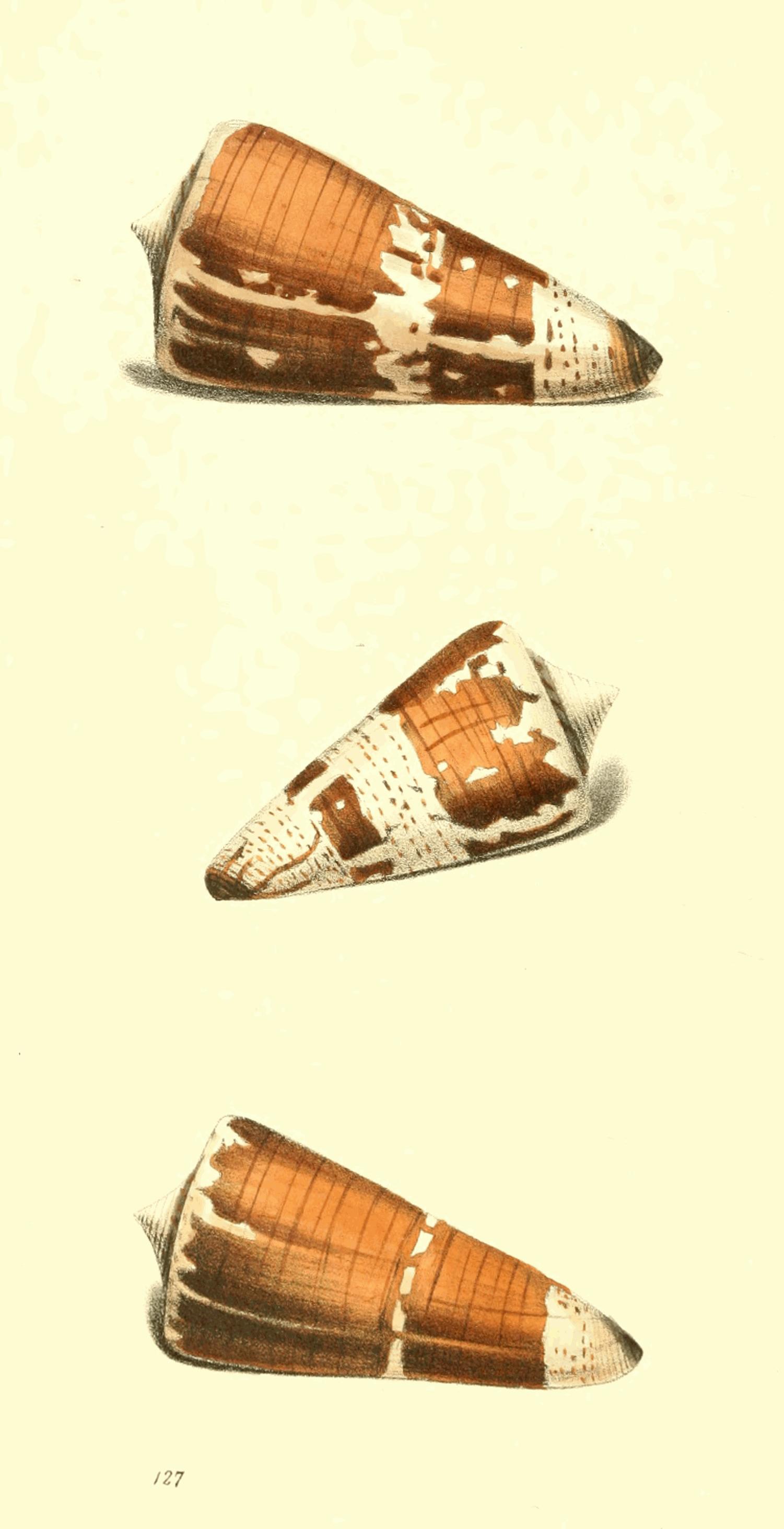 Plate 127. Plate 127.