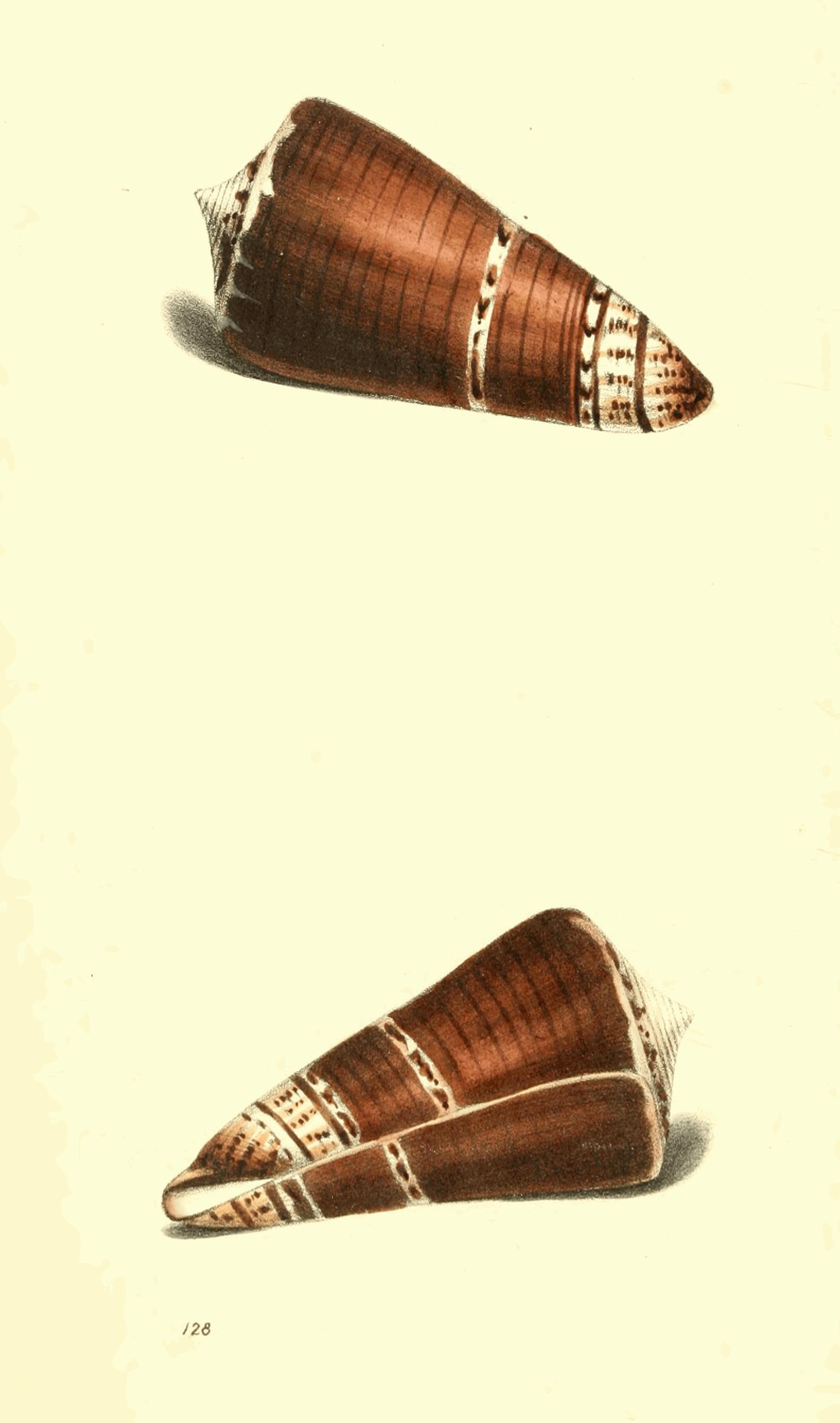 Plate 128. Plate 128.
