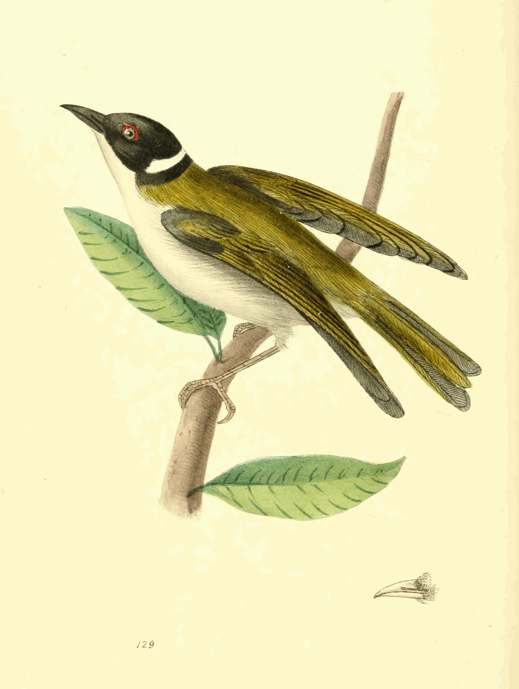Plate 129. Plate 129.