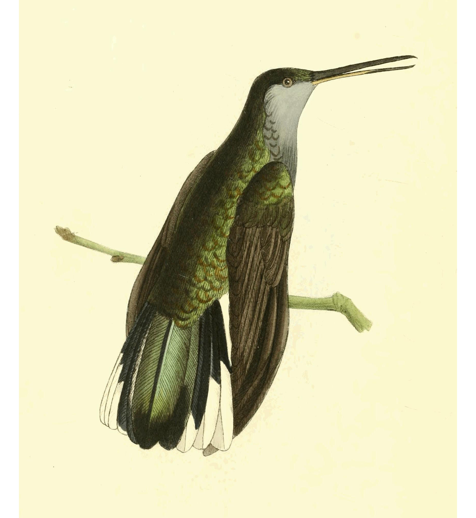 Plate 130. Plate 130.