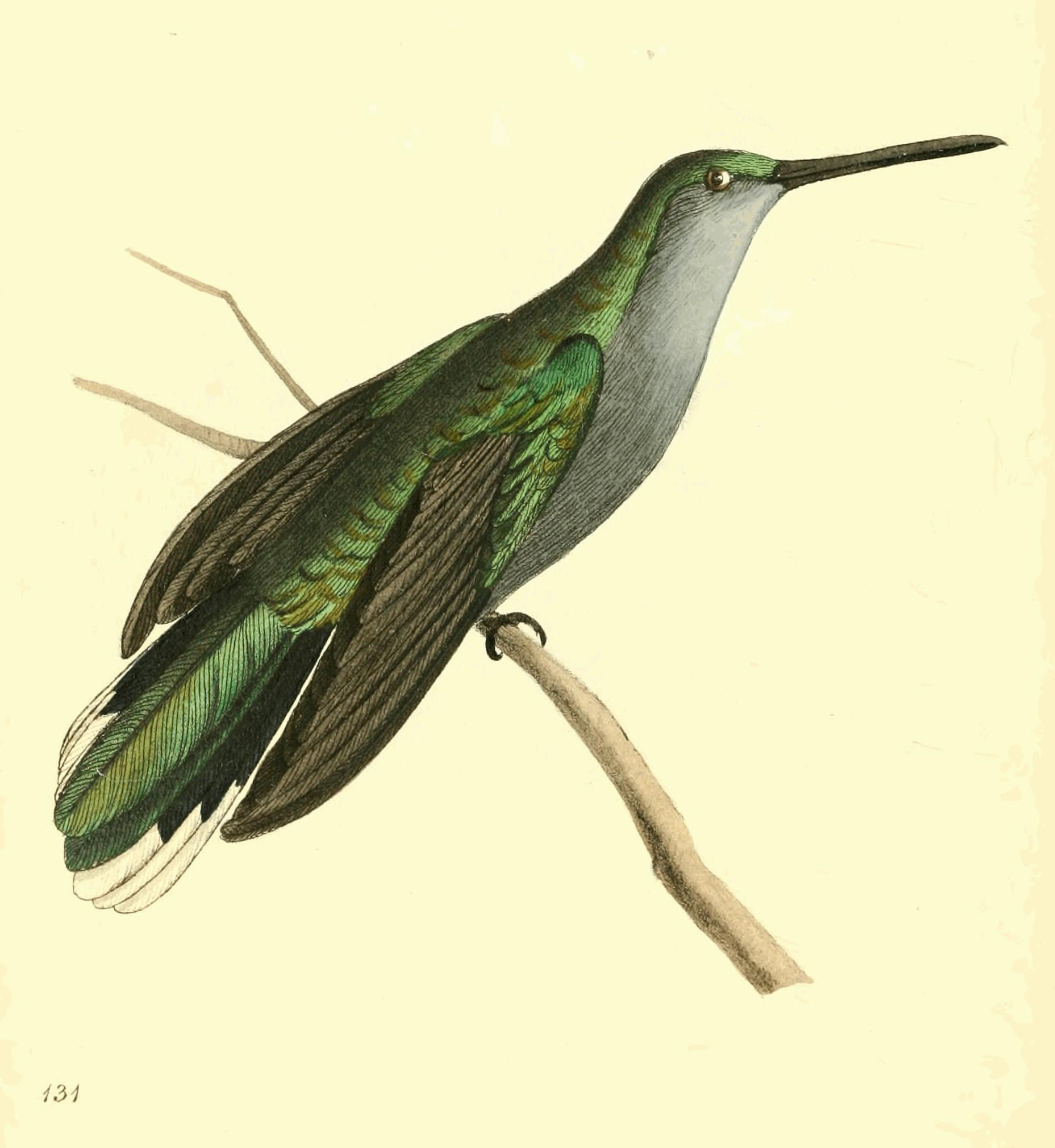 Plate 131. Plate 131.