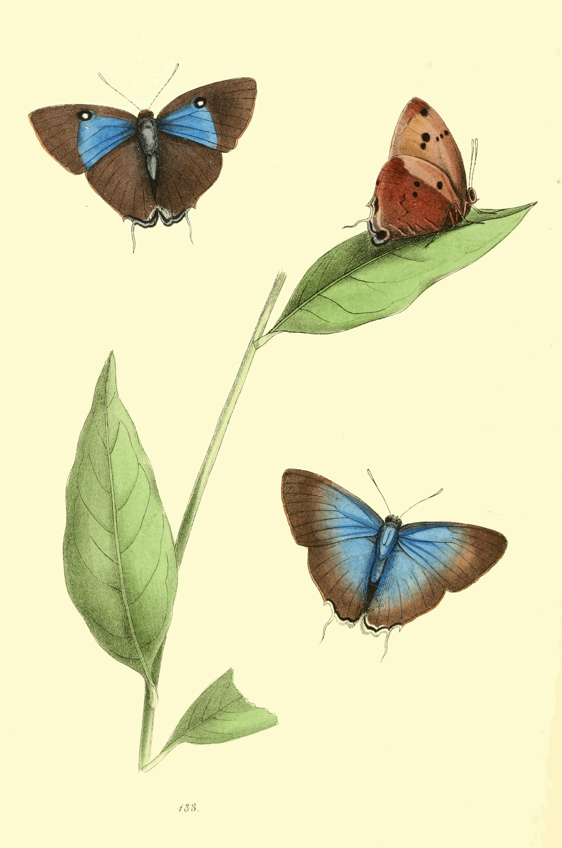 Plate 133. Plate 133.