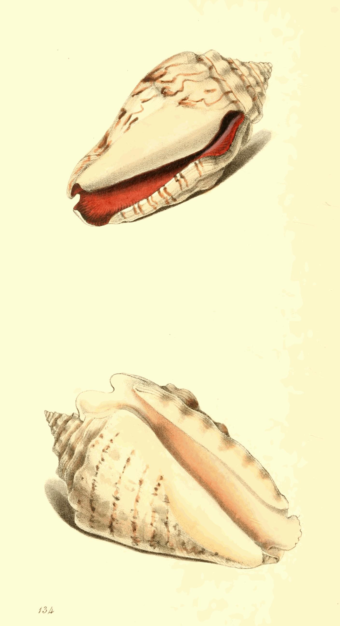 Plate 134. Plate 134.