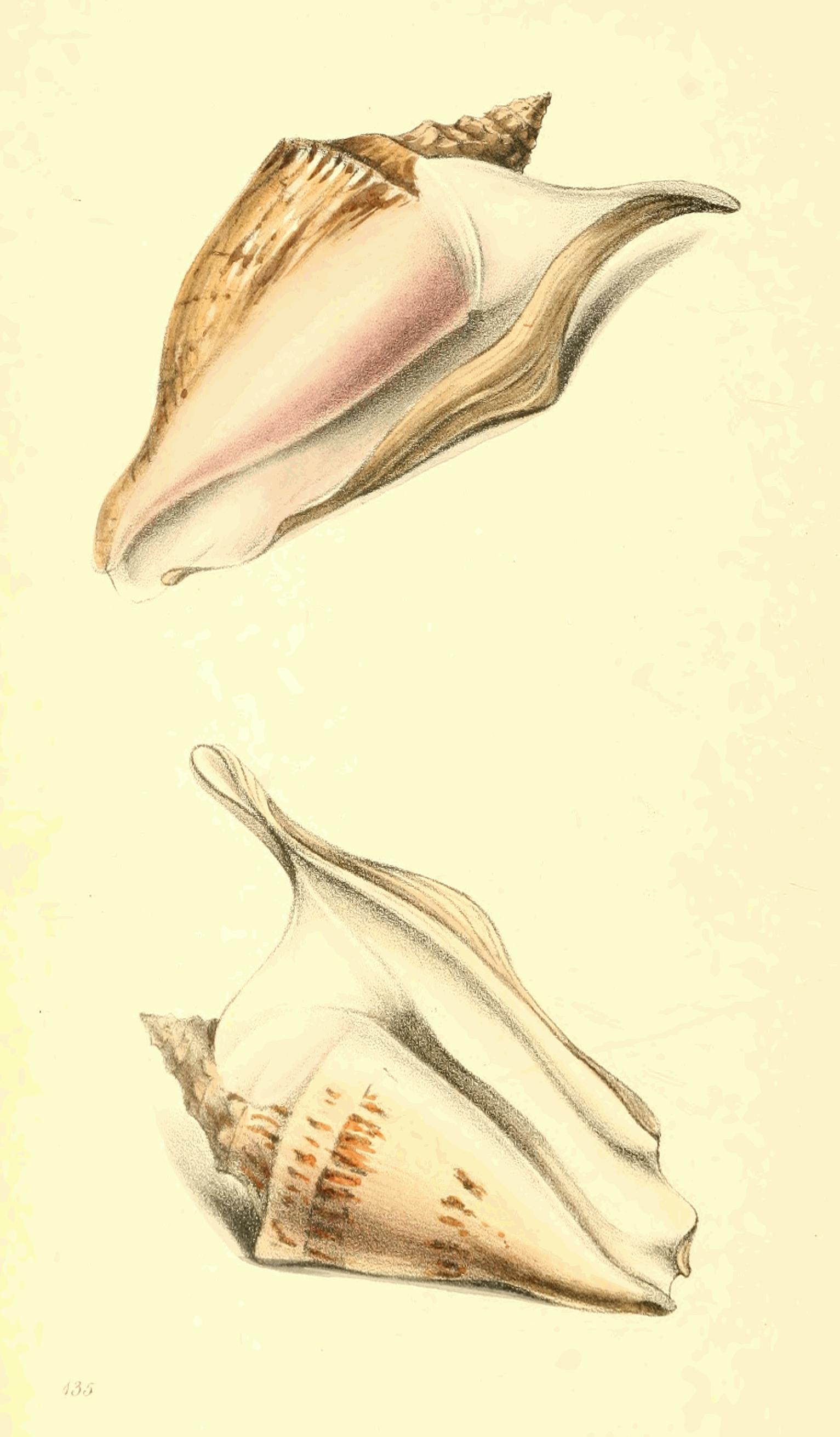 Plate 135. Plate 135.
