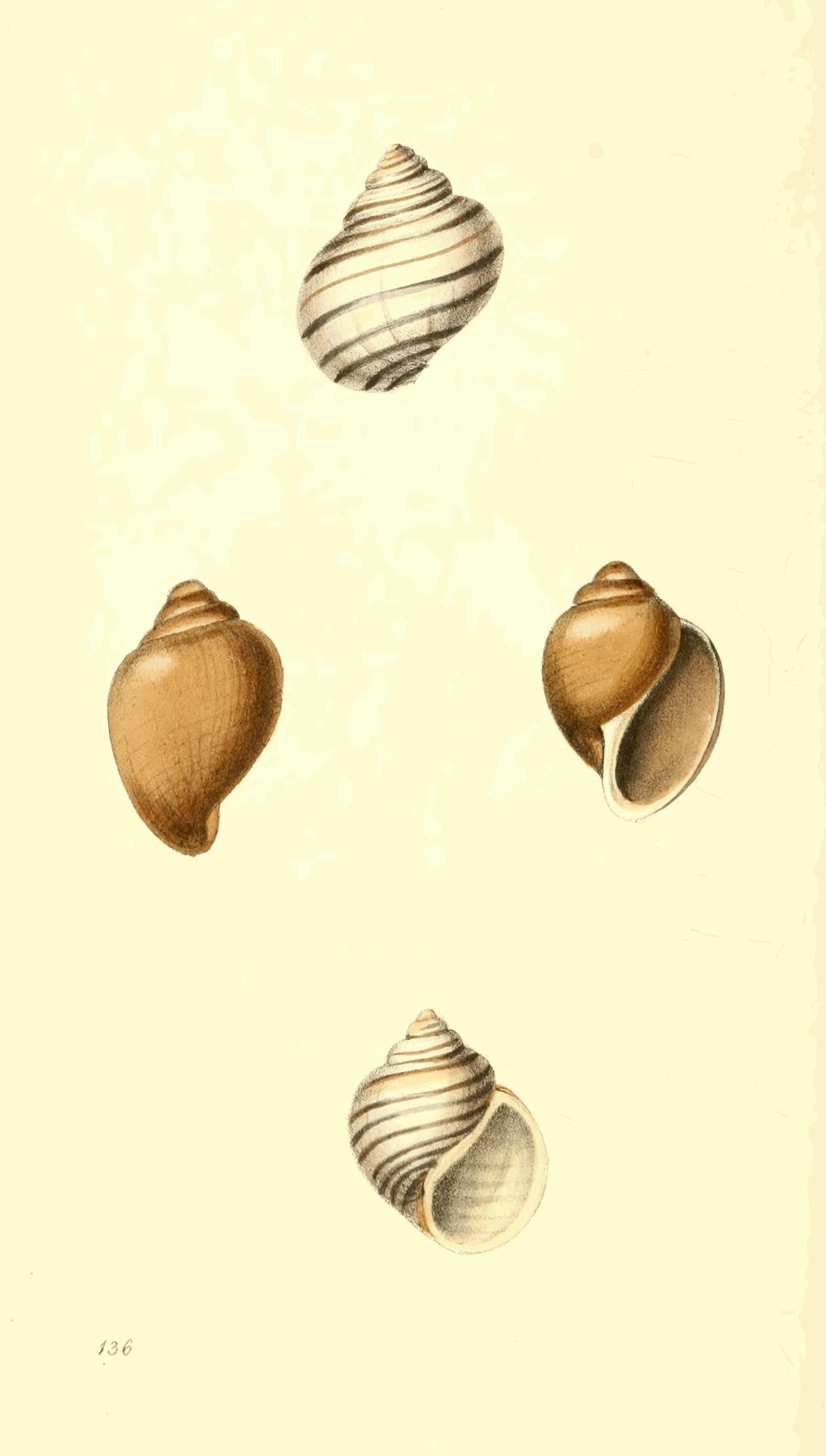Plate 136. Plate 136.