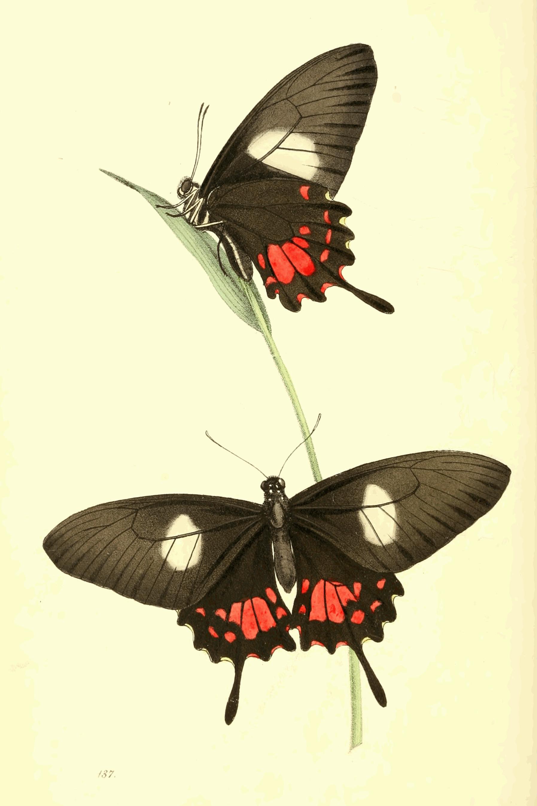 Plate 137. Plate 137.