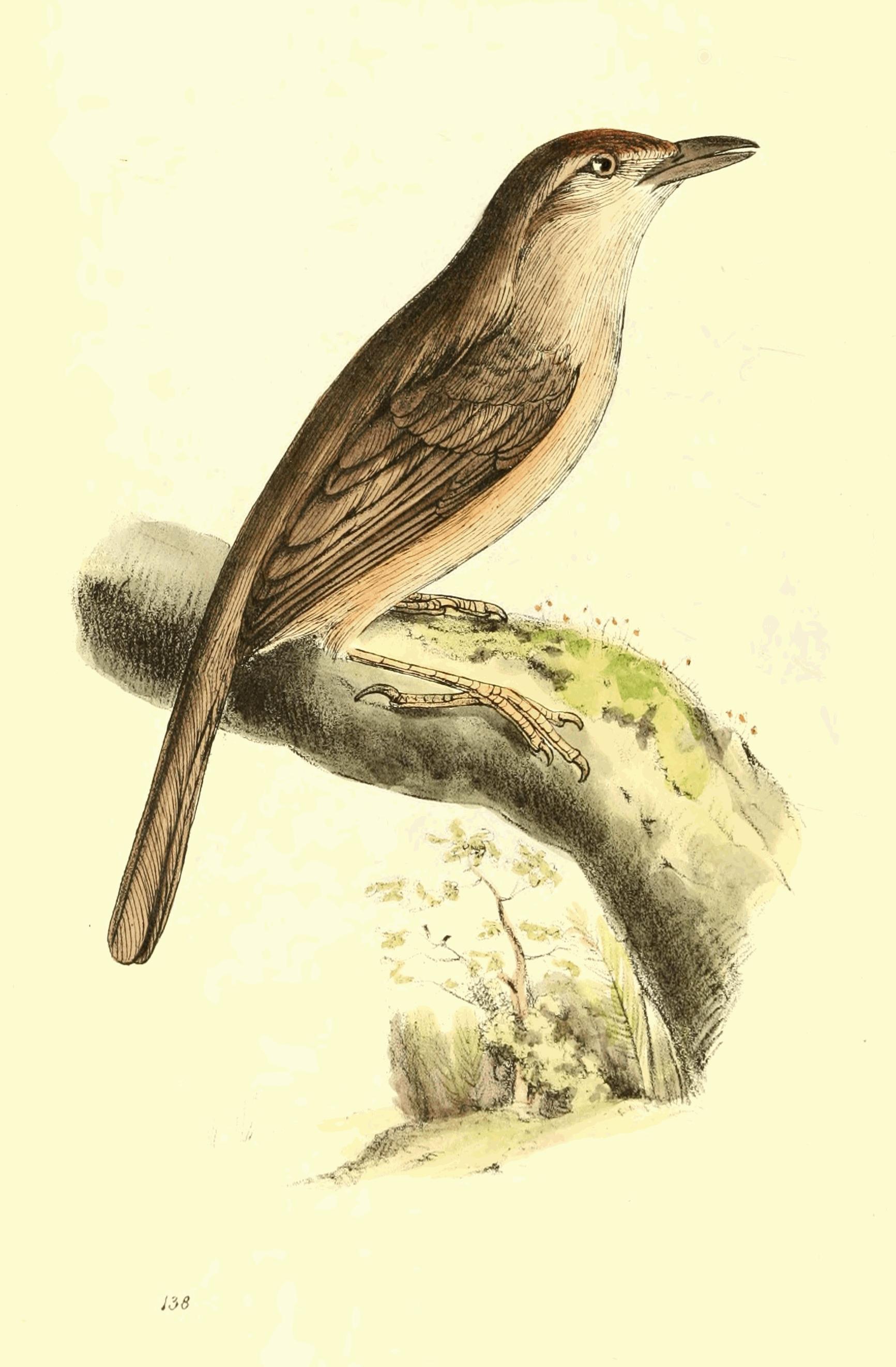 Plate 138. Plate 138.