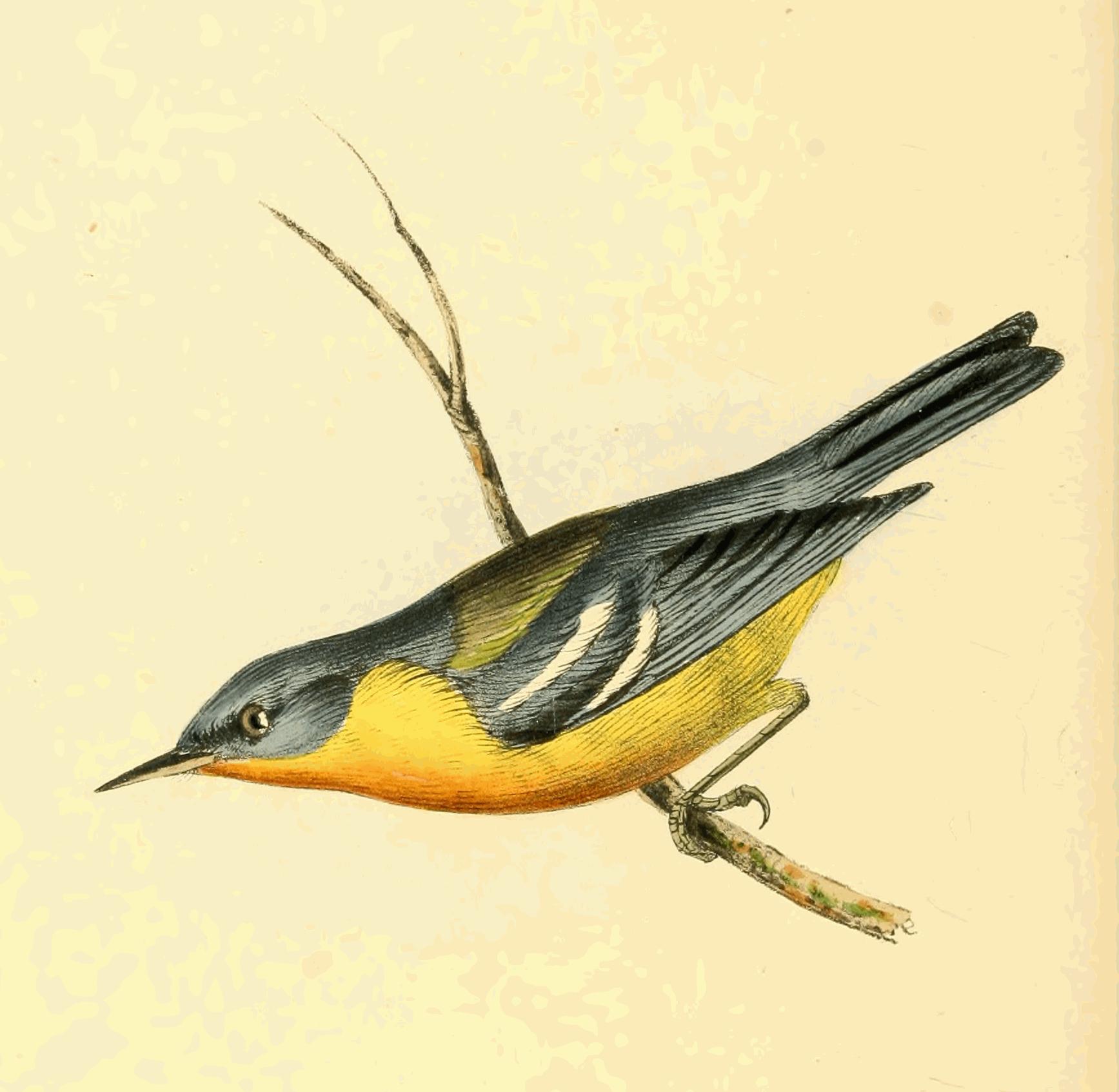 Plate 139. Plate 139.