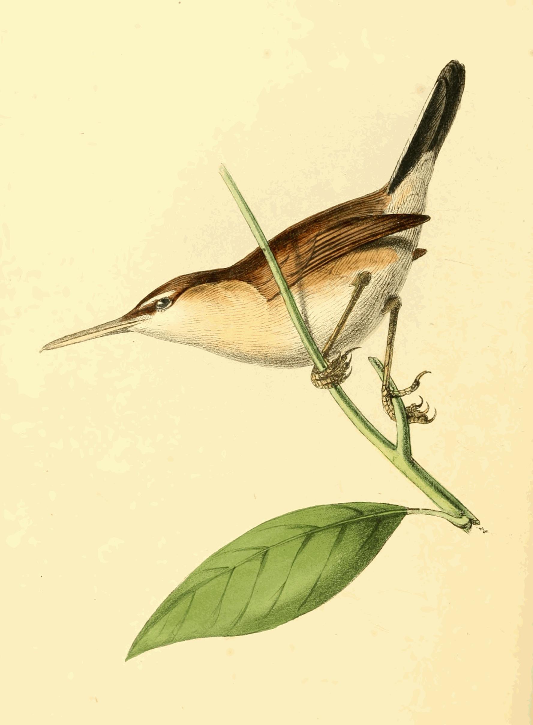 Plate 140. Plate 140.