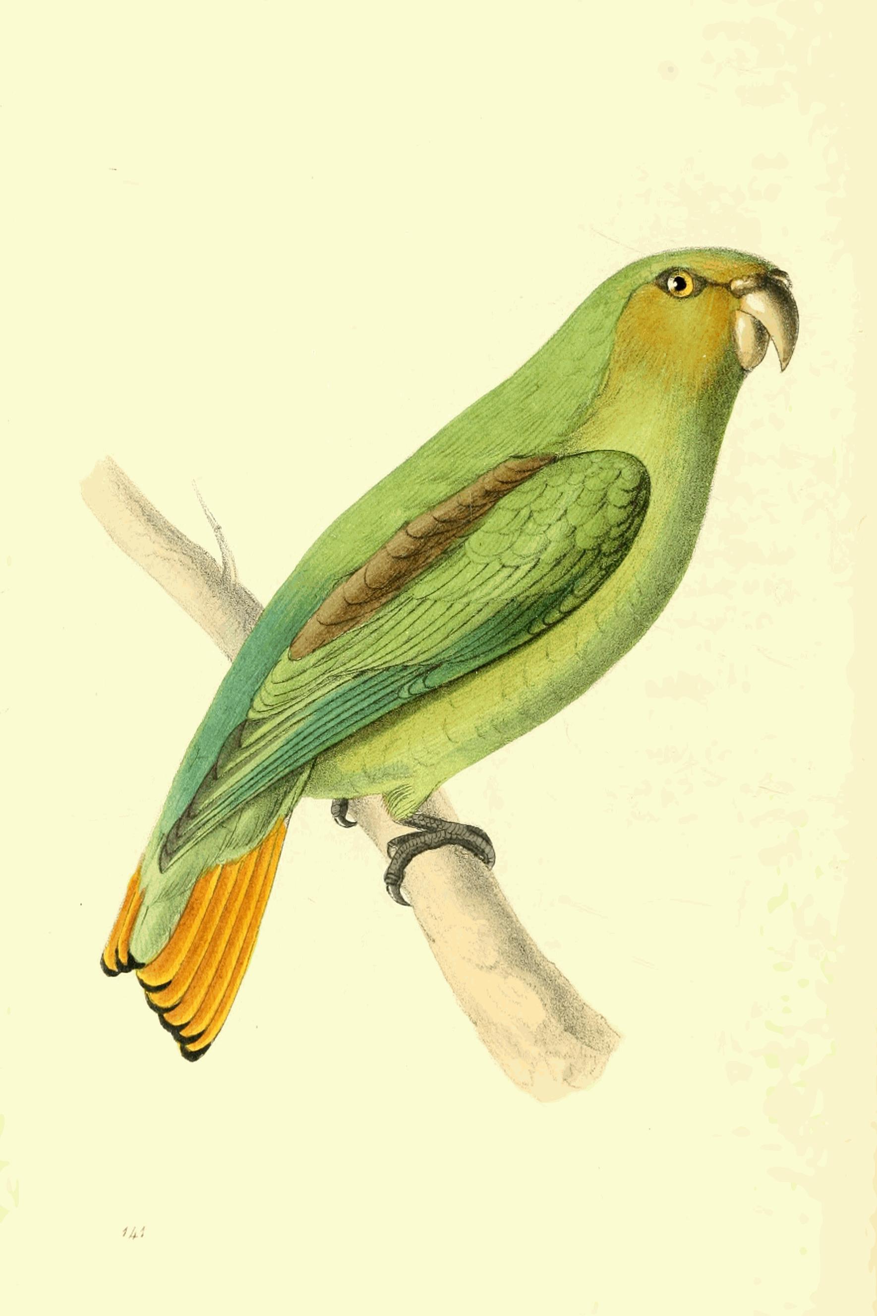 Plate 141. Plate 141.