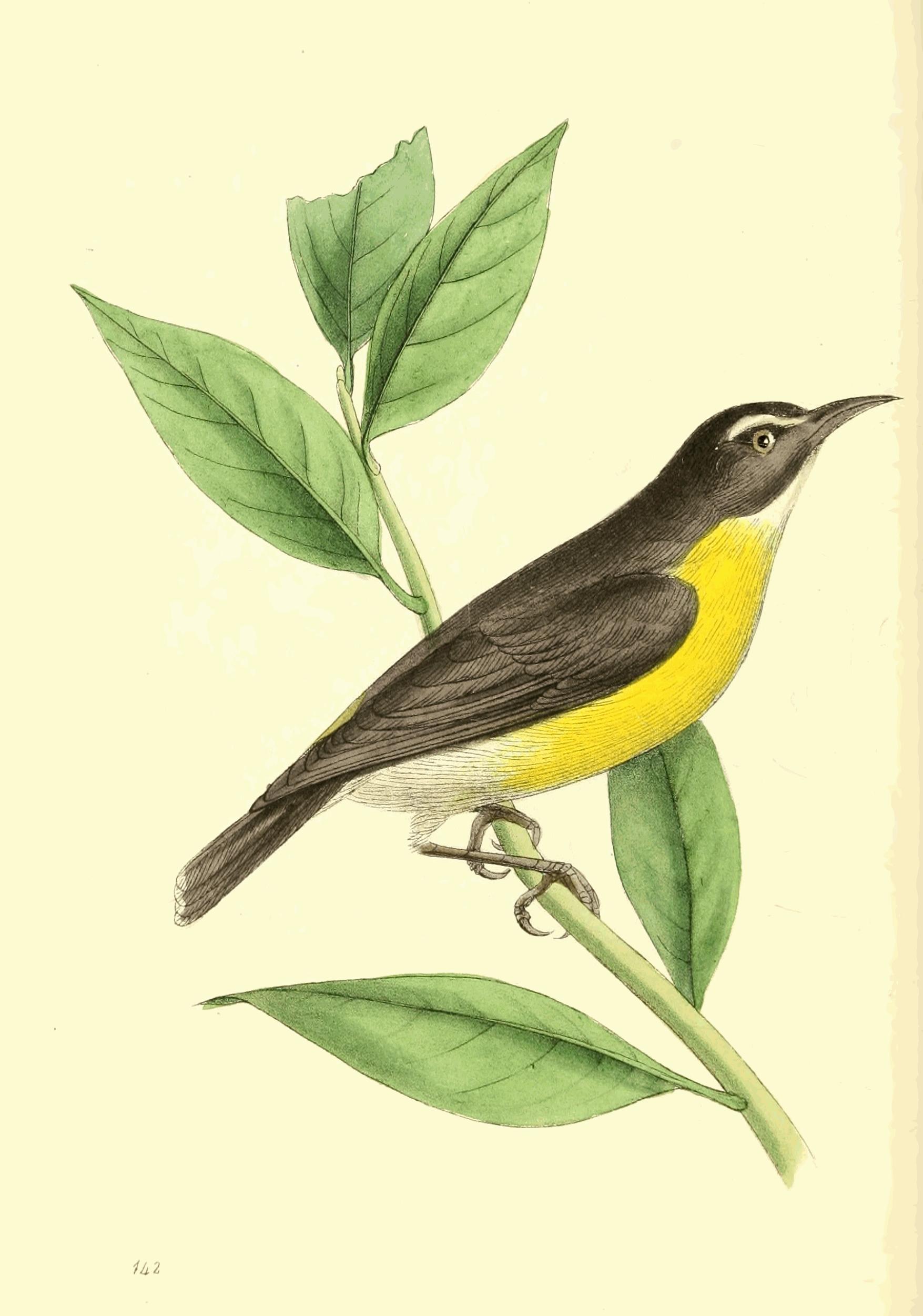 Plate 142. Plate 142.