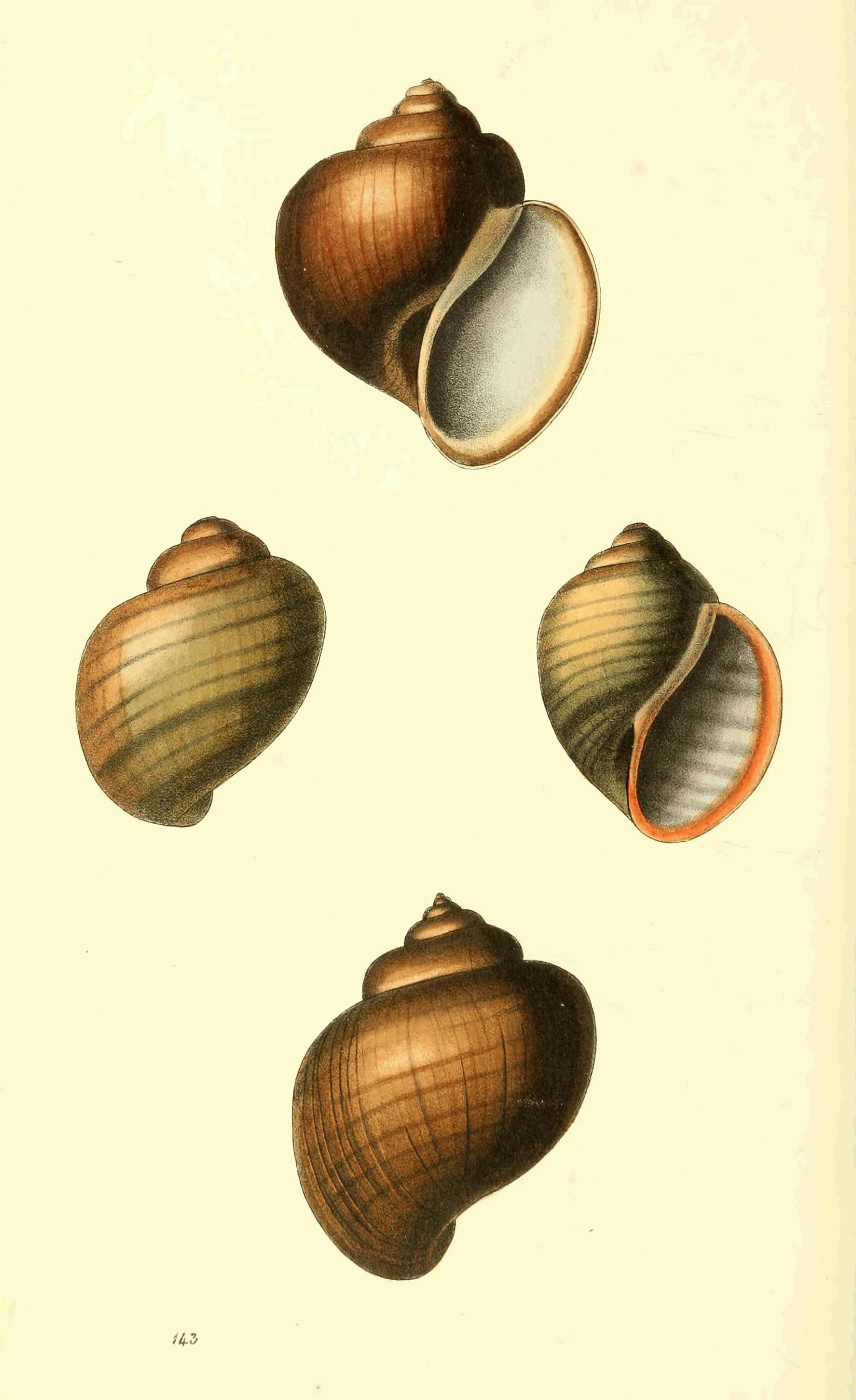 Plate 143. Plate 143.